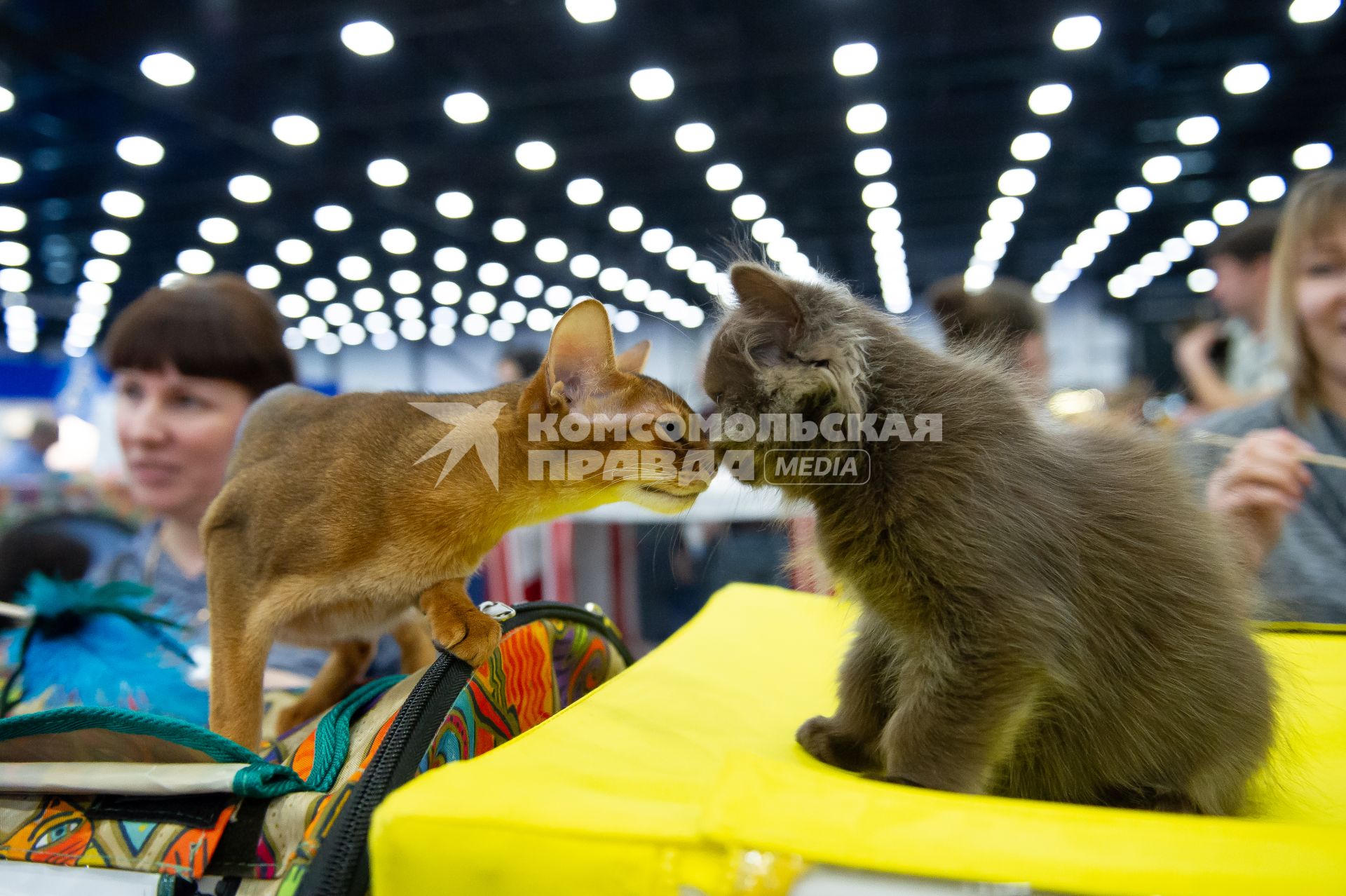 Санкт-Петербург.  Котята  на выставке домашних животных и услуг для них`Зоосфера`.