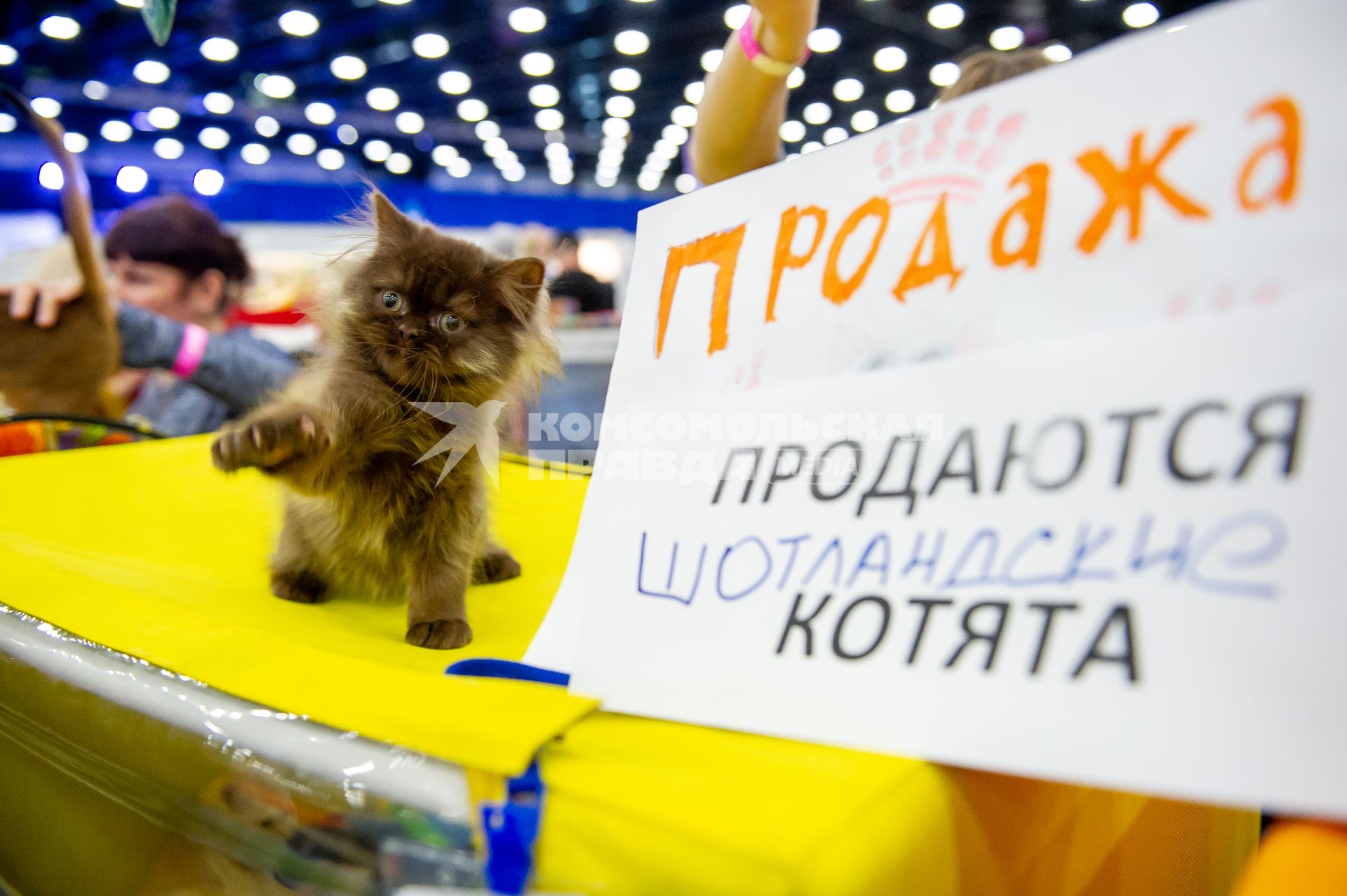 Санкт-Петербург.  Продажа котят шотландской  породы на выставке домашних животных и услуг для них`Зоосфера`.