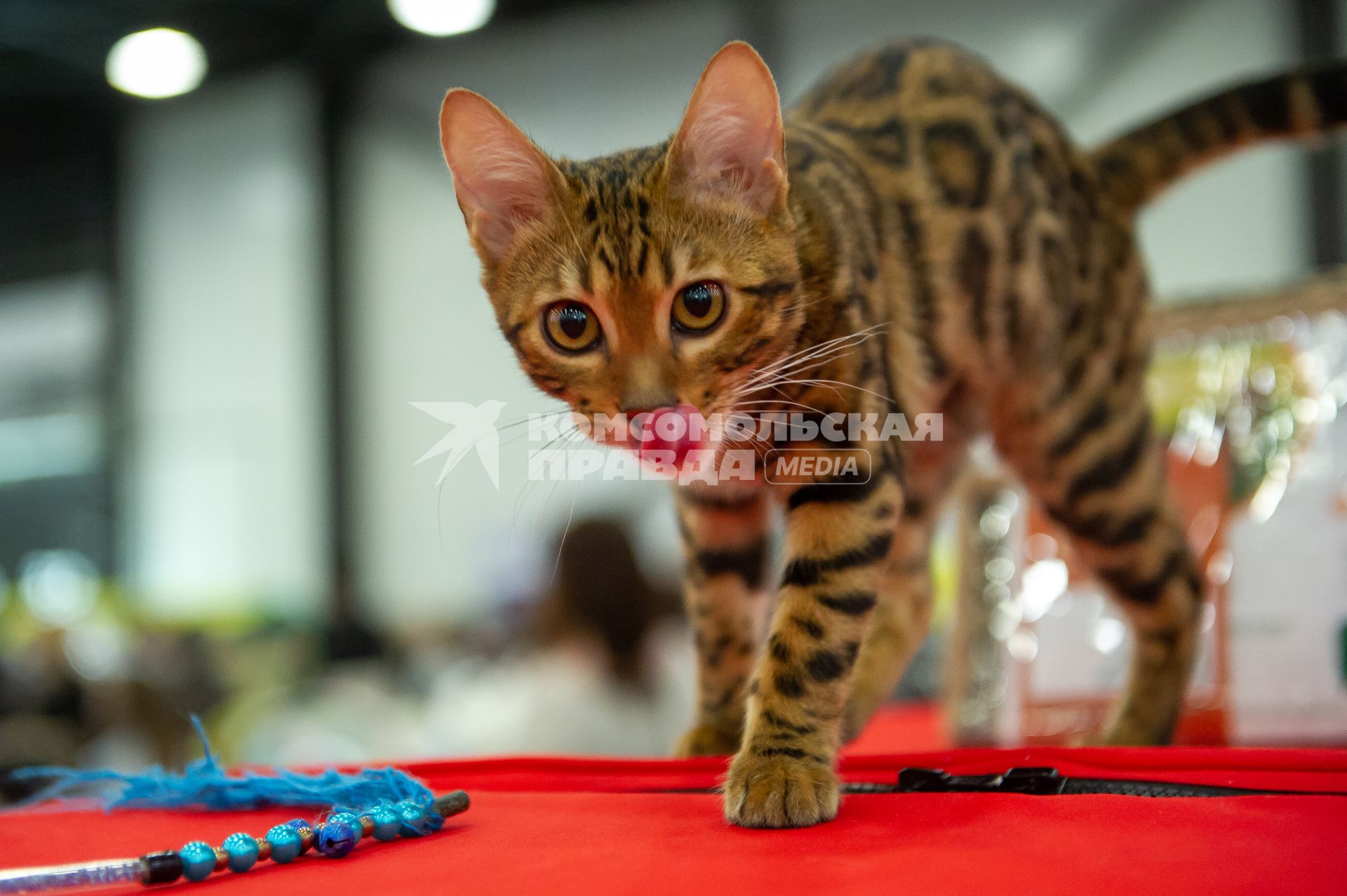 Санкт-Петербург.  Кошка бенгальской породы на выставке домашних животных и услуг для них`Зоосфера`.