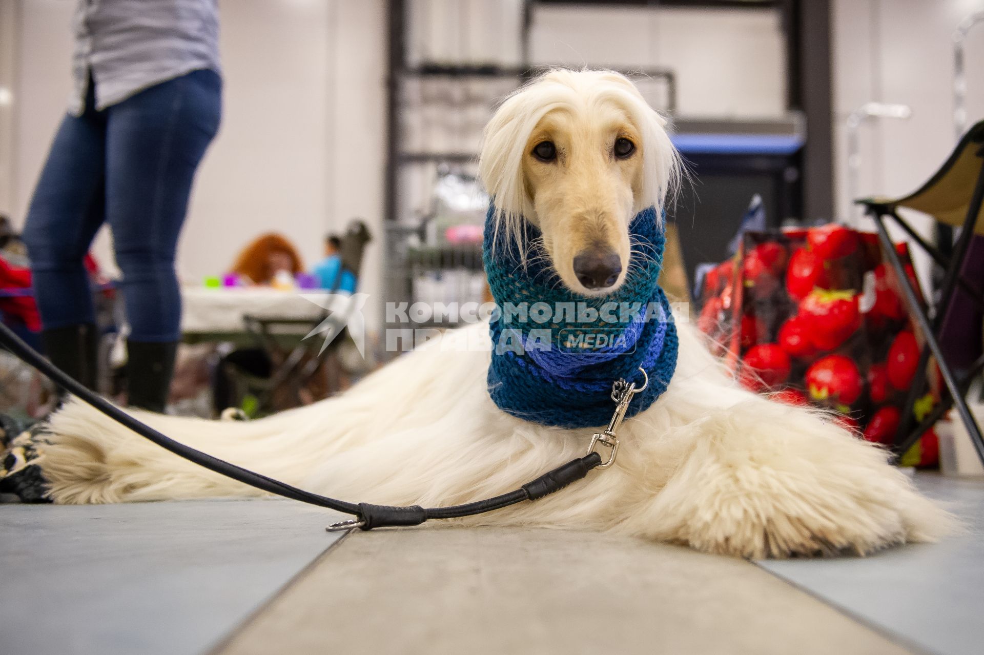Санкт-Петербург.  Собака породы афганская борзая на выставке домашних животных и услуг для них`Зоосфера`.
