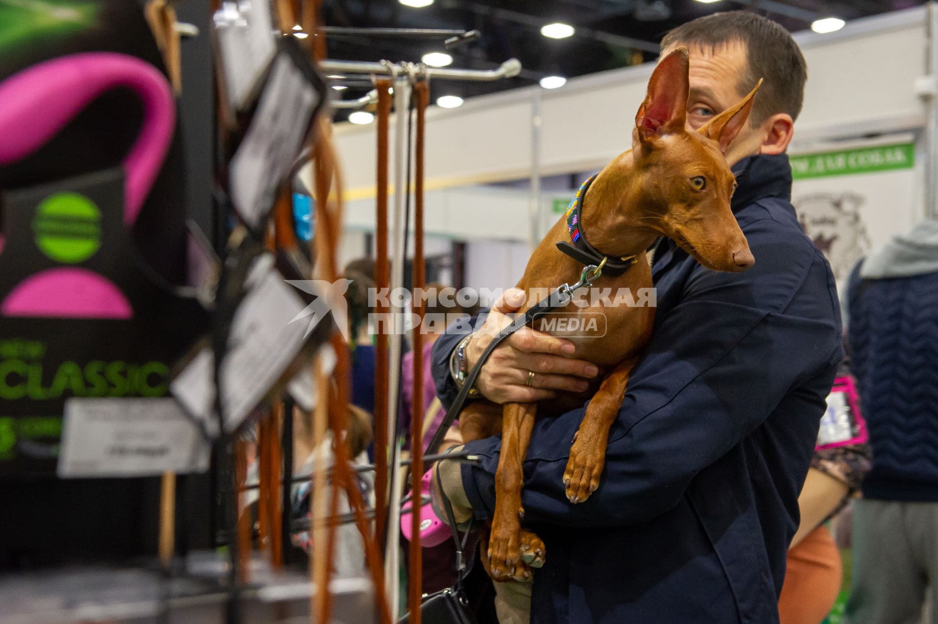 Санкт-Петербург.  Мужчина с фараоновой собакой на выставке  домашних животных и услуг для них`Зоосфера`.
