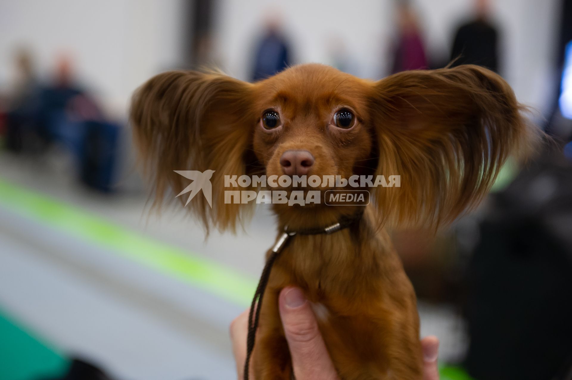Санкт-Петербург.  Собака породы русский  той-терьер  на выставке  домашних животных и услуг для них `Зоосфера`.