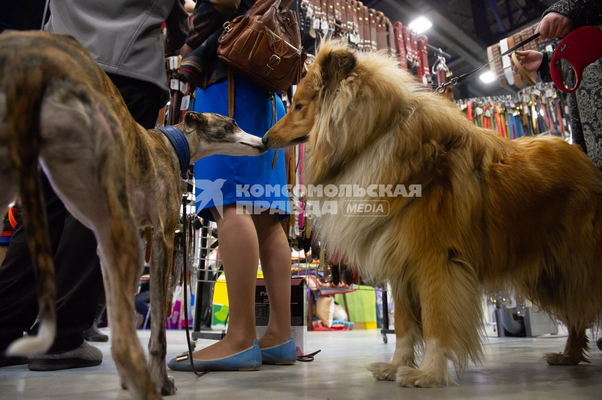 Санкт-Петербург.  Собаки   на выставке  домашних животных и услуг для них `Зоосфера`.
