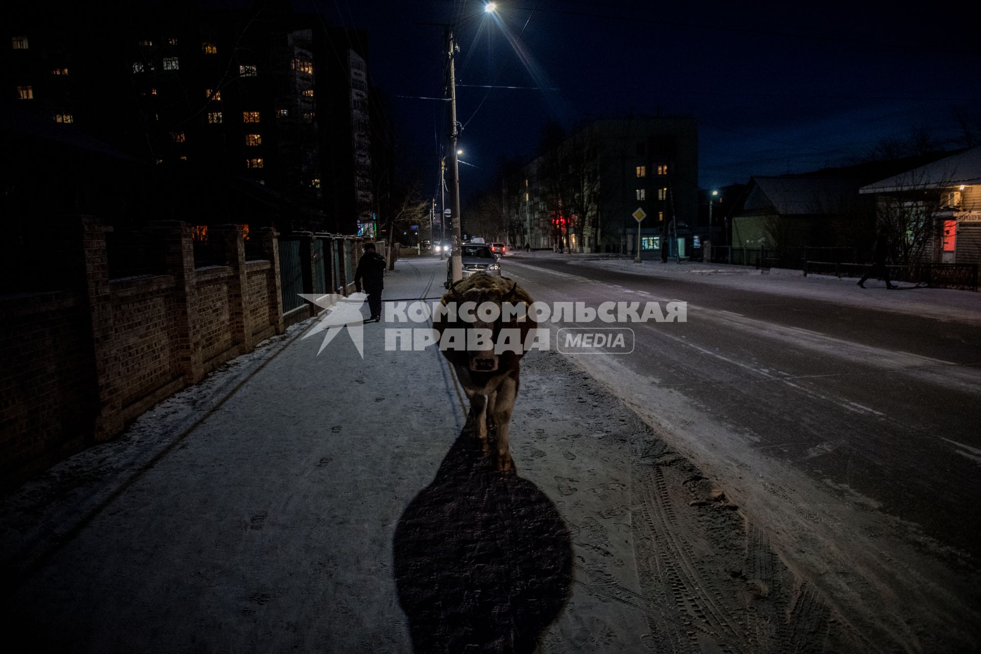 Забайкальск. Корова на улице поселка.