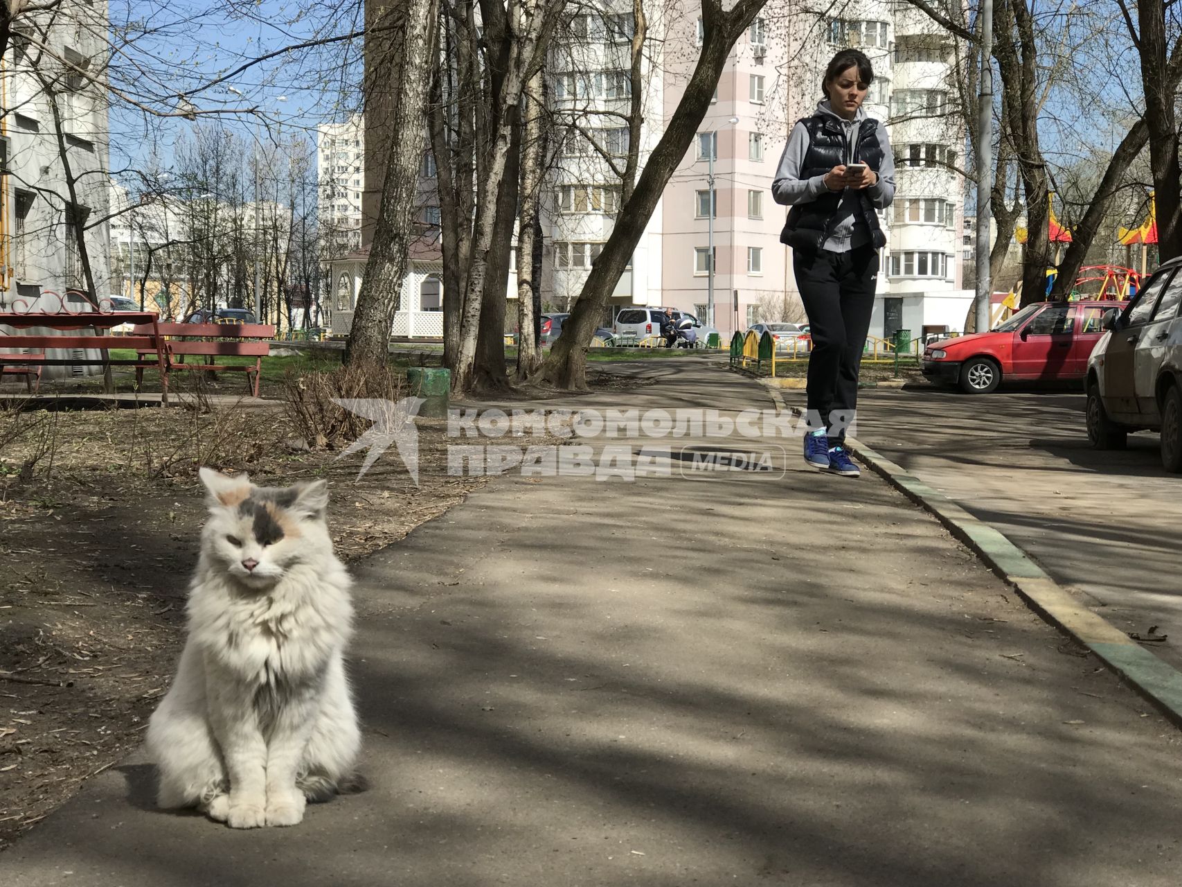 Москва. Бездомный кот.