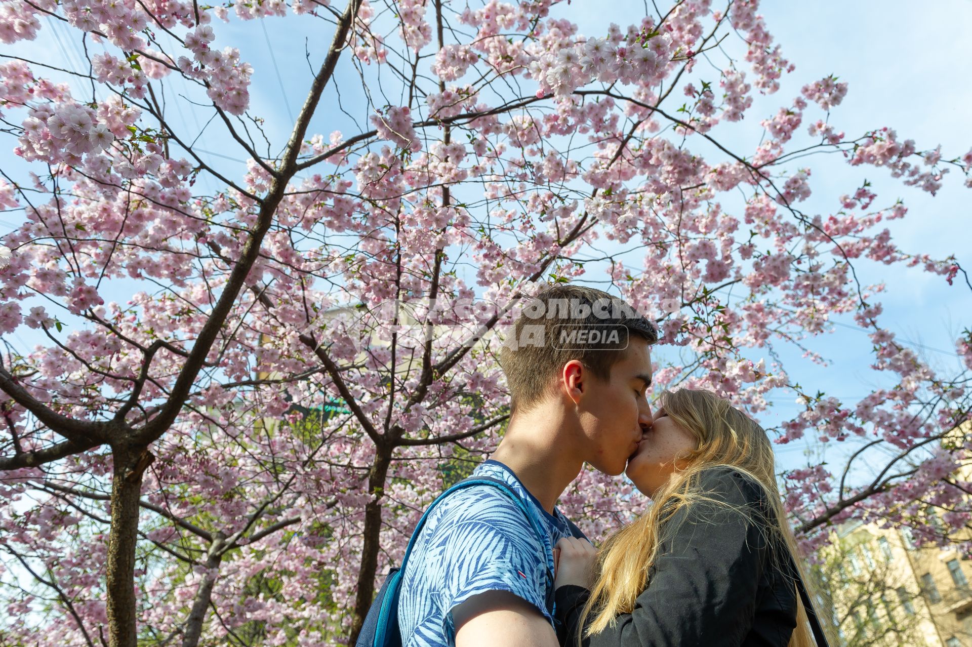Санкт-Петербург. Молодой человек с девушкой у цветущей сакуры  в Ботаническом саду Петра Великого на Аптекарском острове.