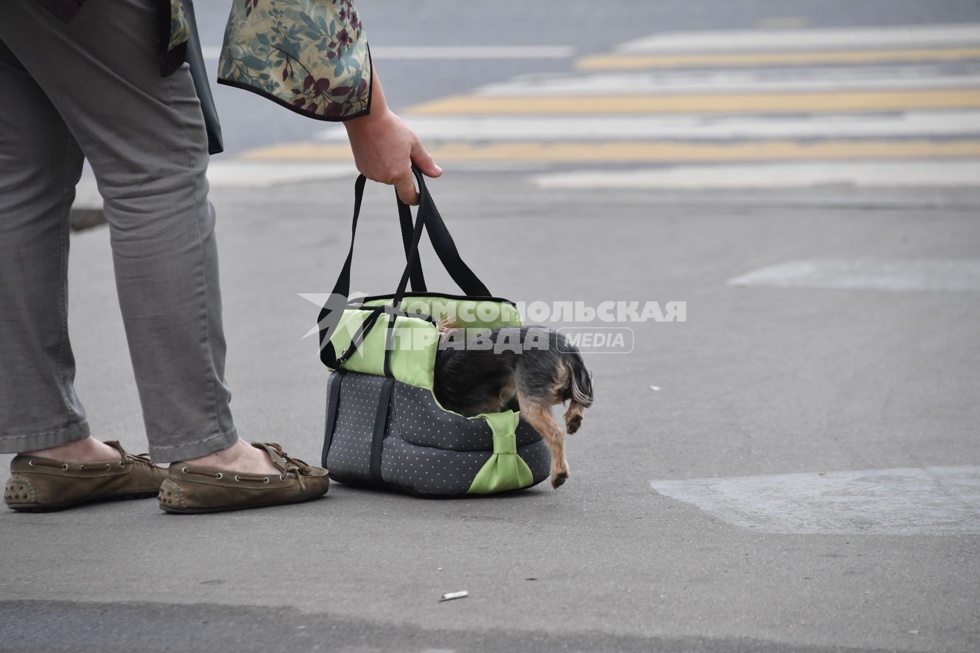 Москва.   Собака в сумке-переноске.