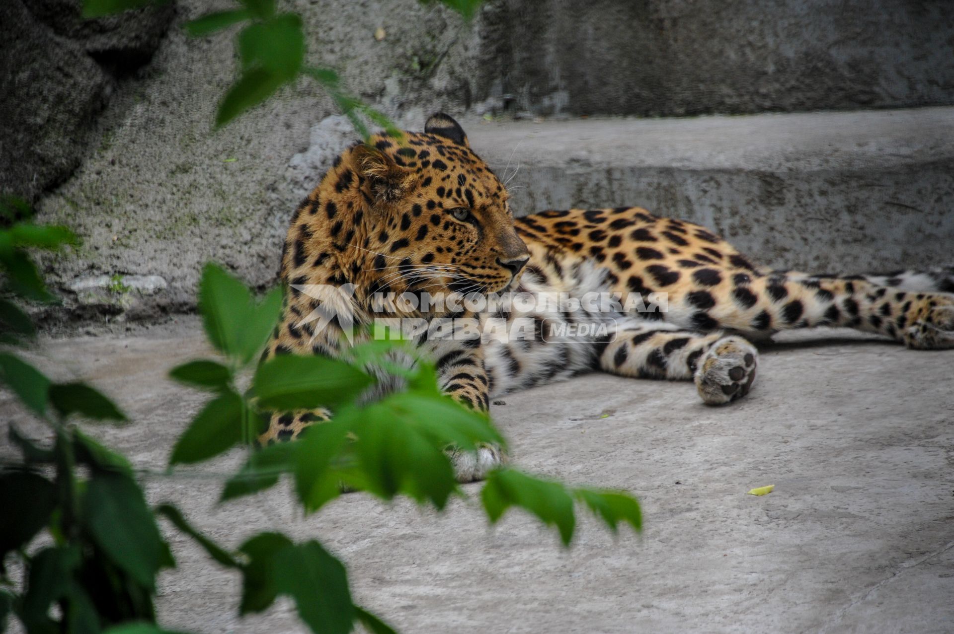 Москва. Дальневосточный леопард в Московском зоопарке.