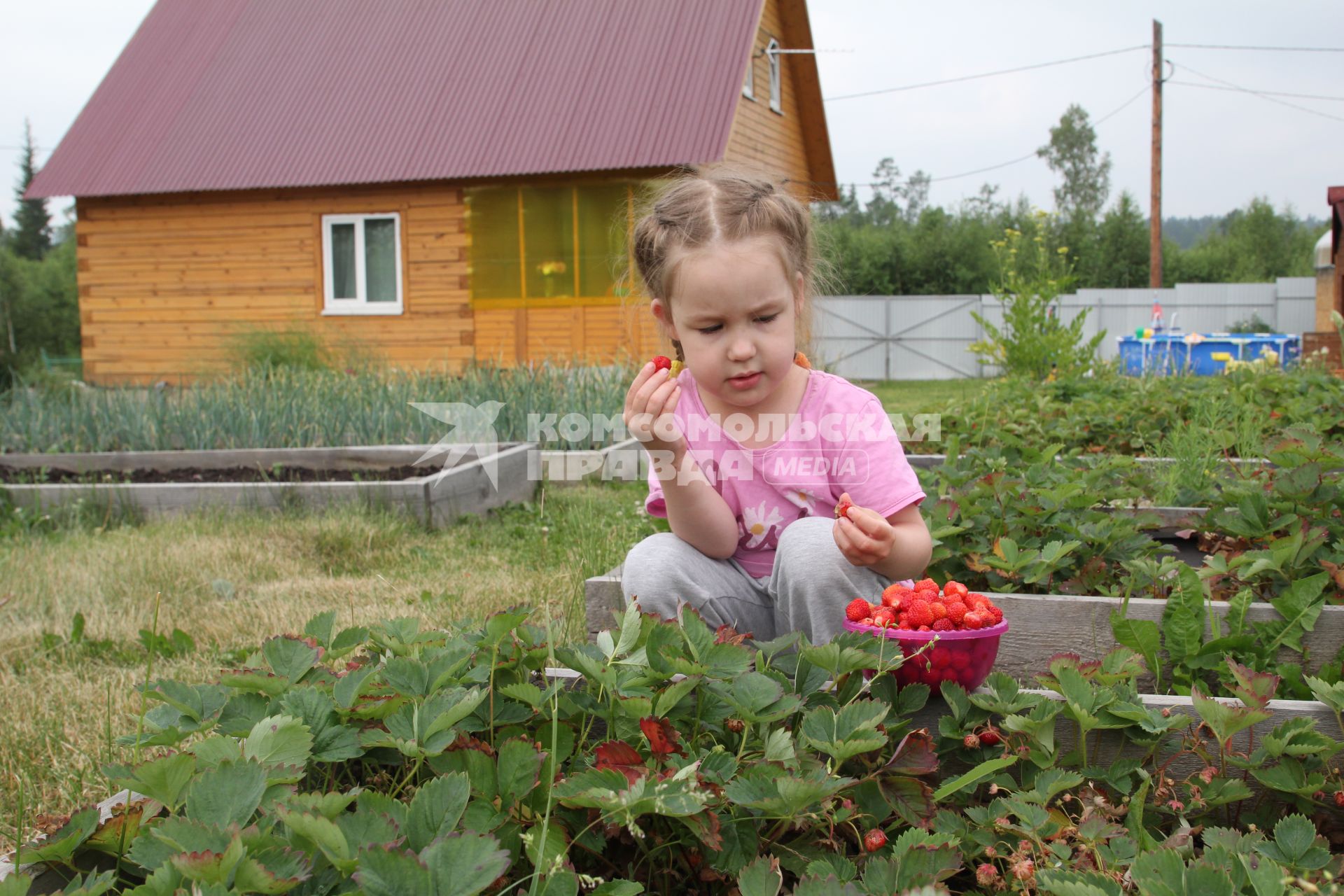 Иркутск. Девочка собирает клубнику на дачном участке.