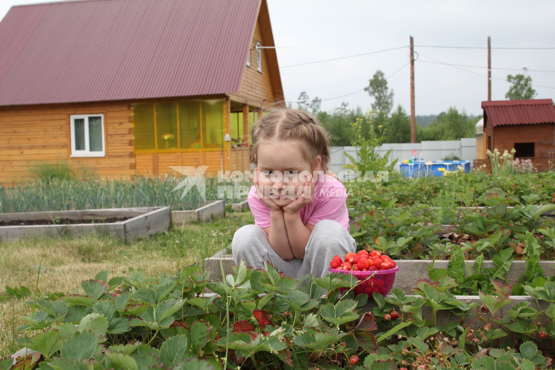 Иркутск. Девочка собирает клубнику на дачном участке.