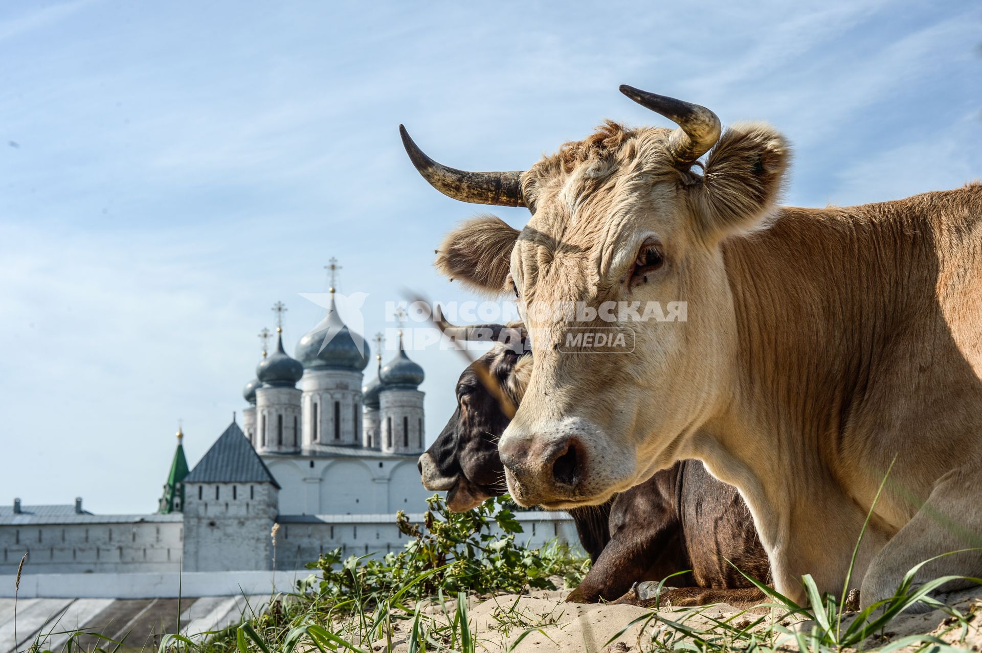 Нижегородская область. Коровы пасутся возле Макарьевского монастыря.