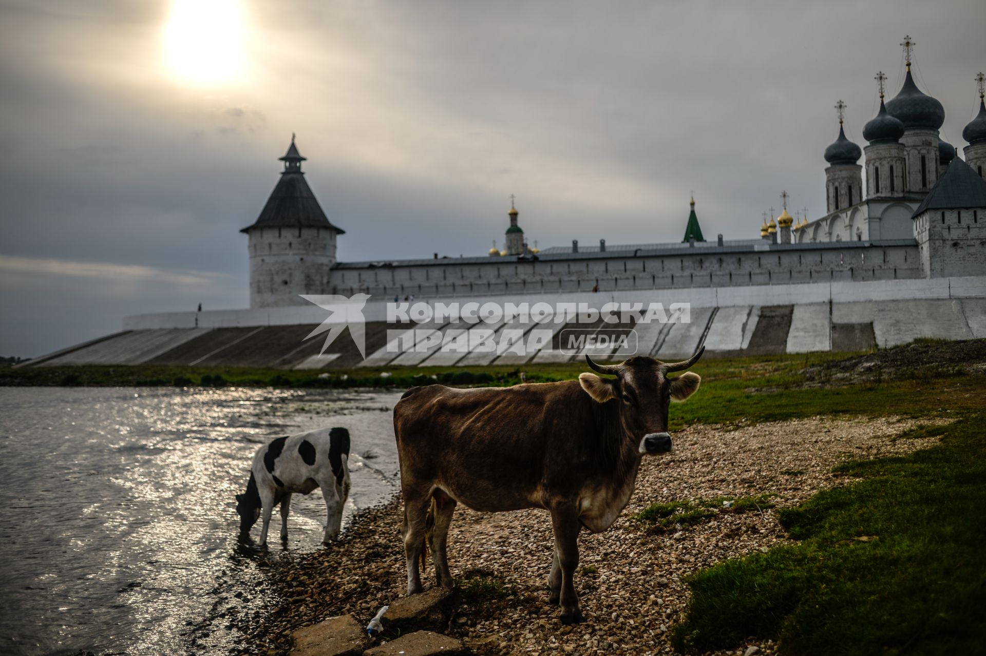 Нижегородская область. Коровы пасутся возле Макарьевского монастыря.