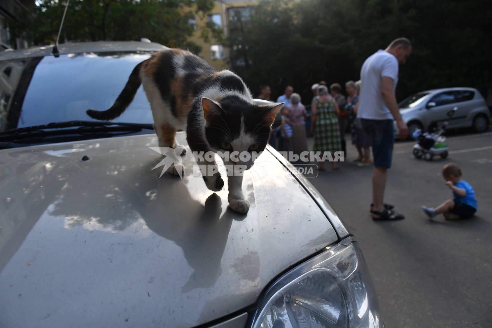 Москва.  Кот ходит по капоту автомобиля   во время собрания жильцов многоквартирного дома.