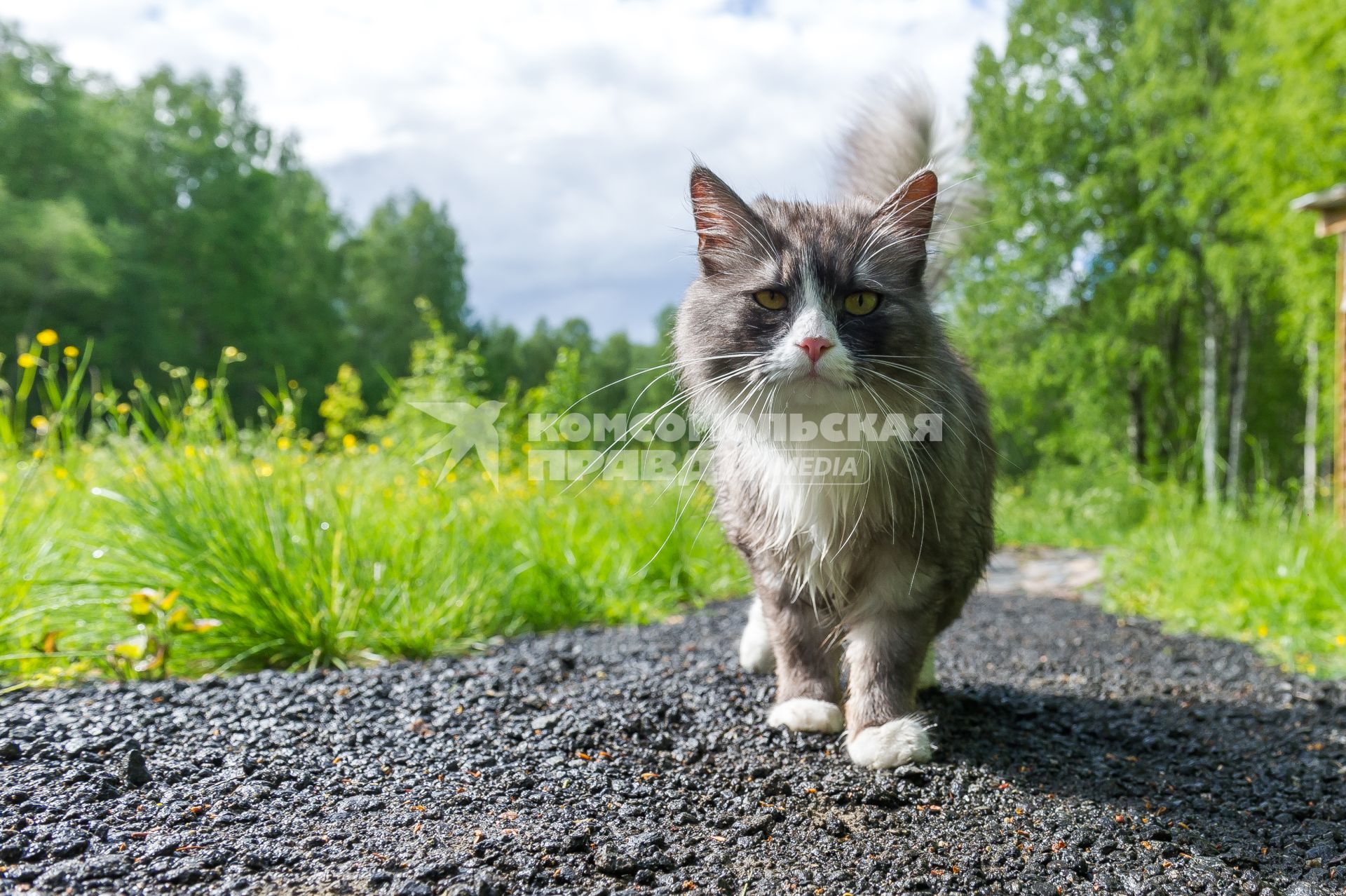 Республика Карелия. Кот на дороге.