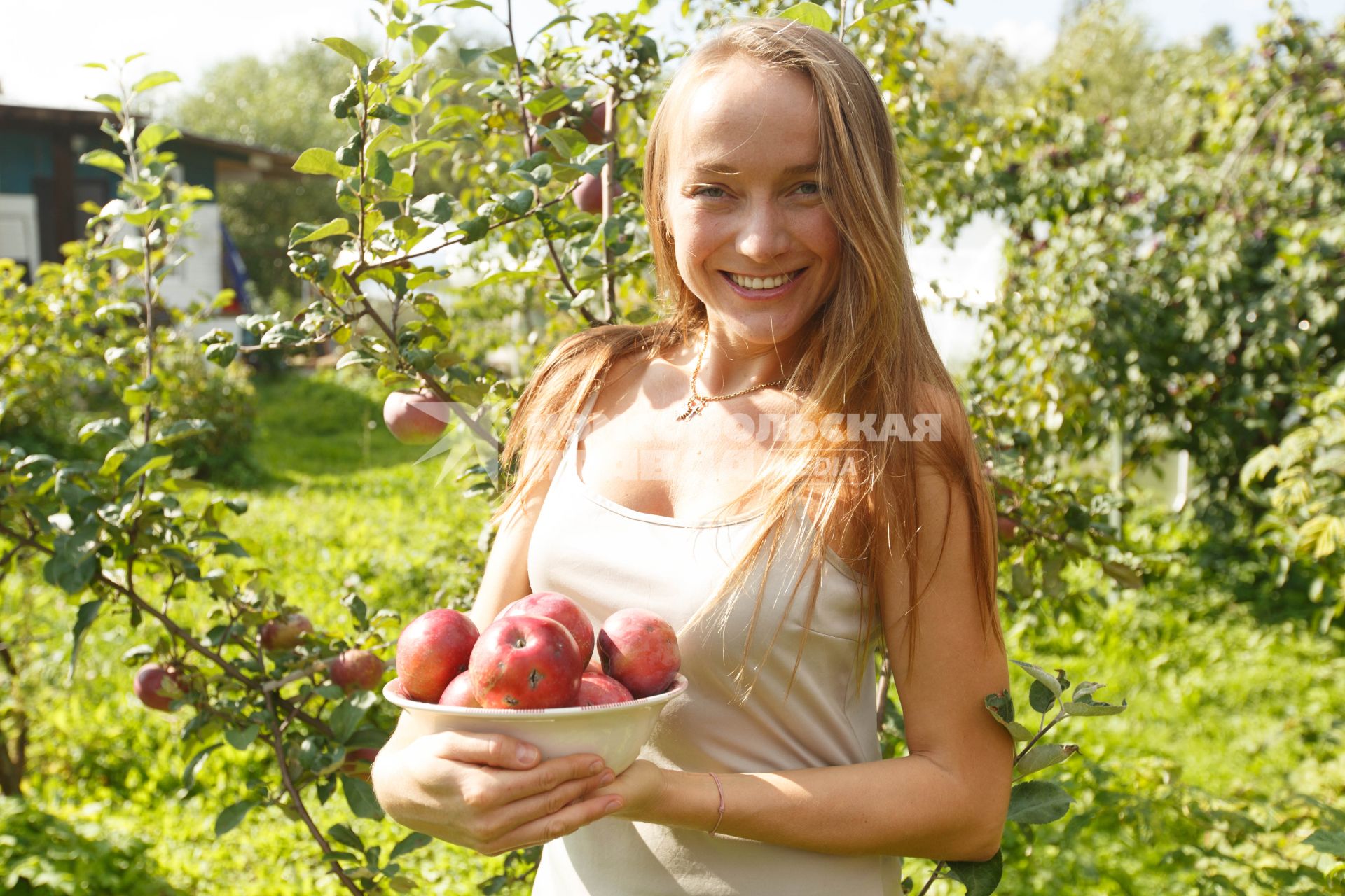 Ленинградская область.   Девушка собирает  урожай  яблок на даче.