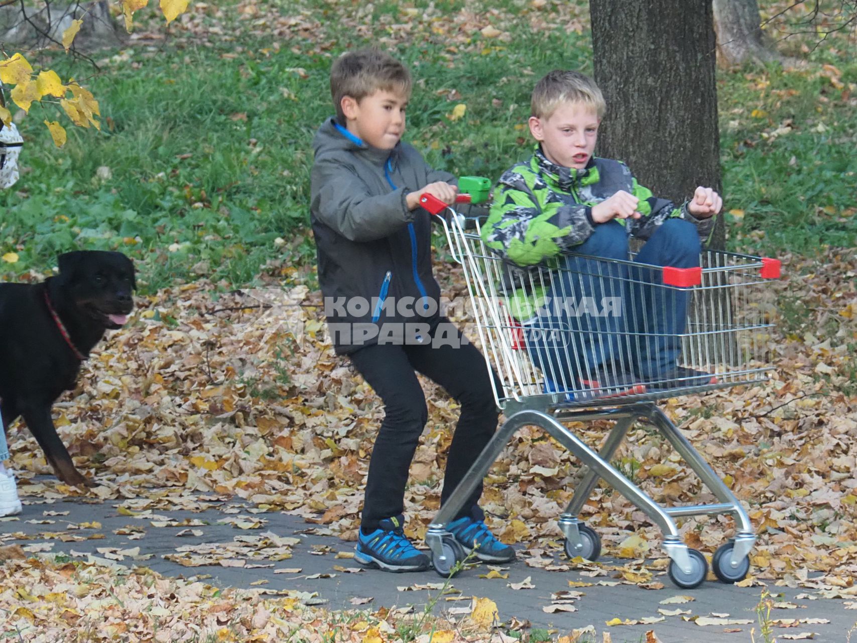 Московская область. Мальчики катаются в продуктовой тележке.