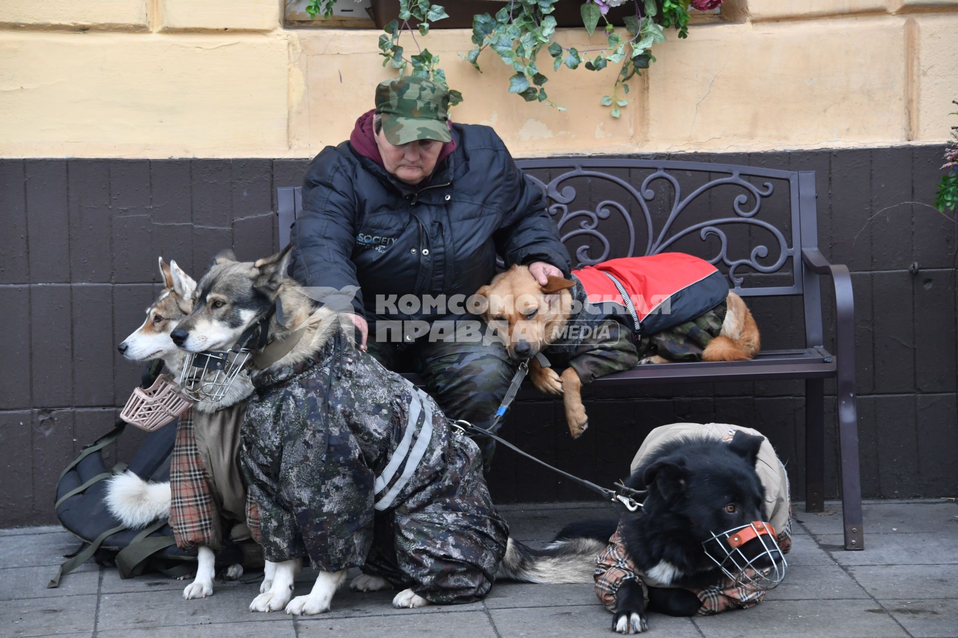 Москва. Женщина с собаками.