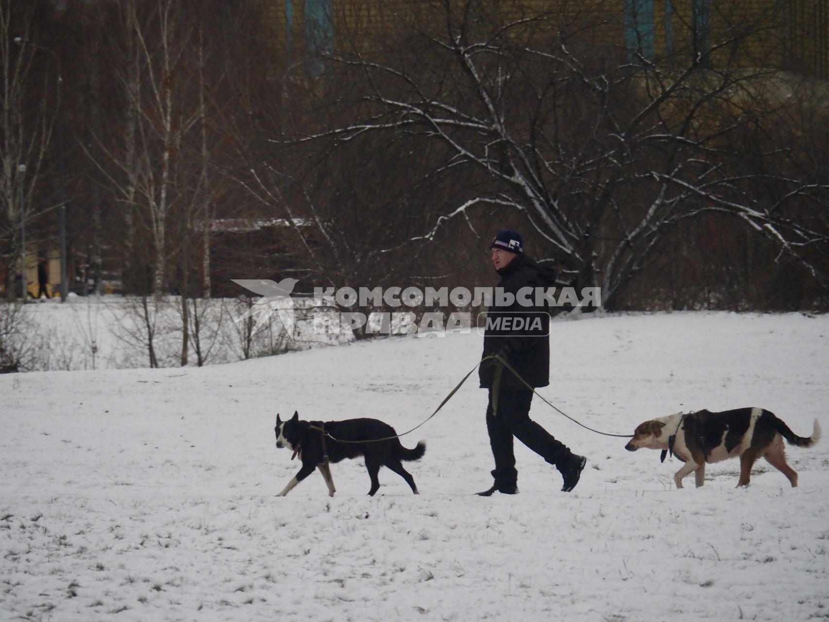 Москва.   Мужчина во время прогулки с собаками.