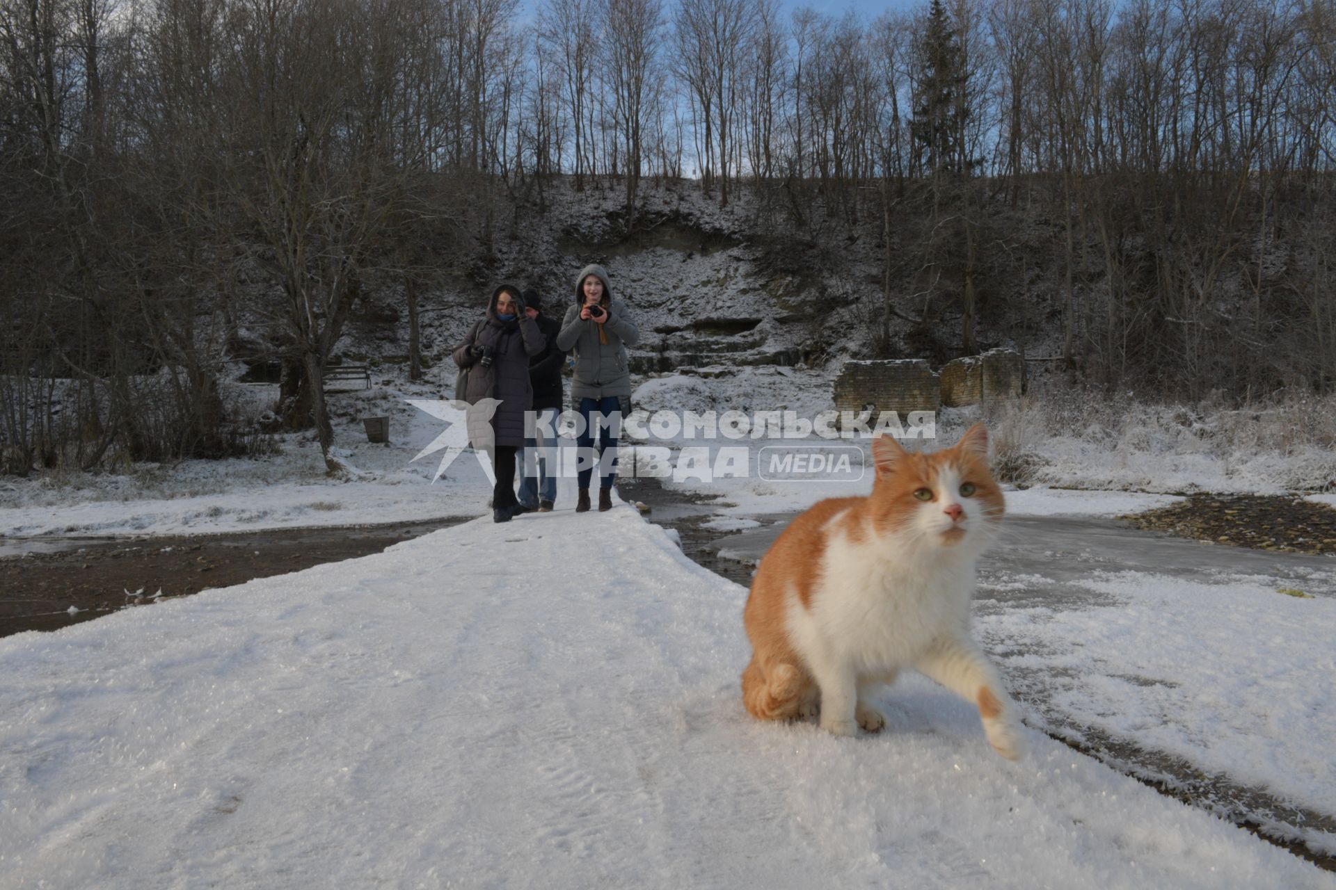 Псковская область, Изборск. Кот на снегу.