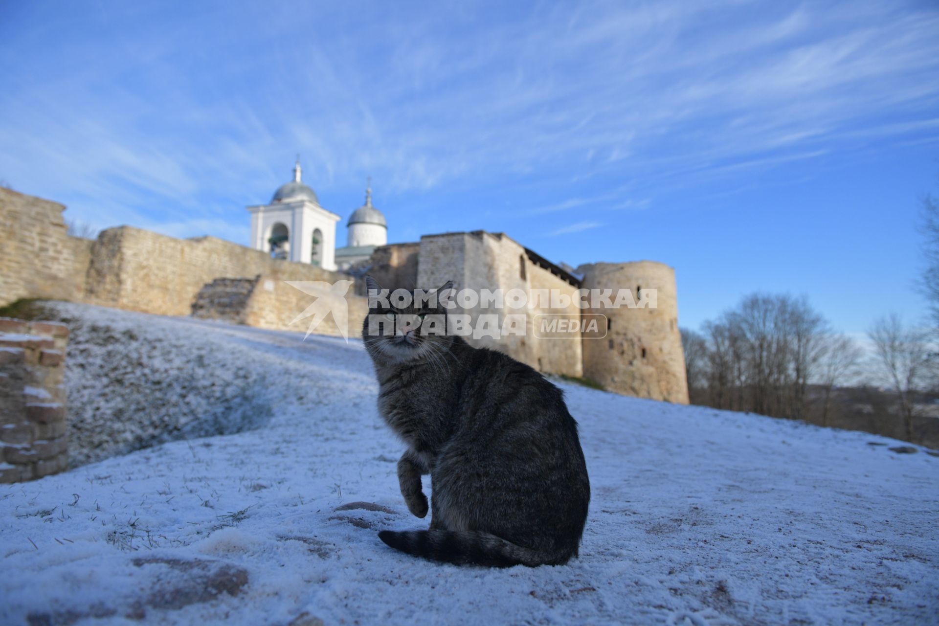 Псковская область, Изборск. Кот на снегу.