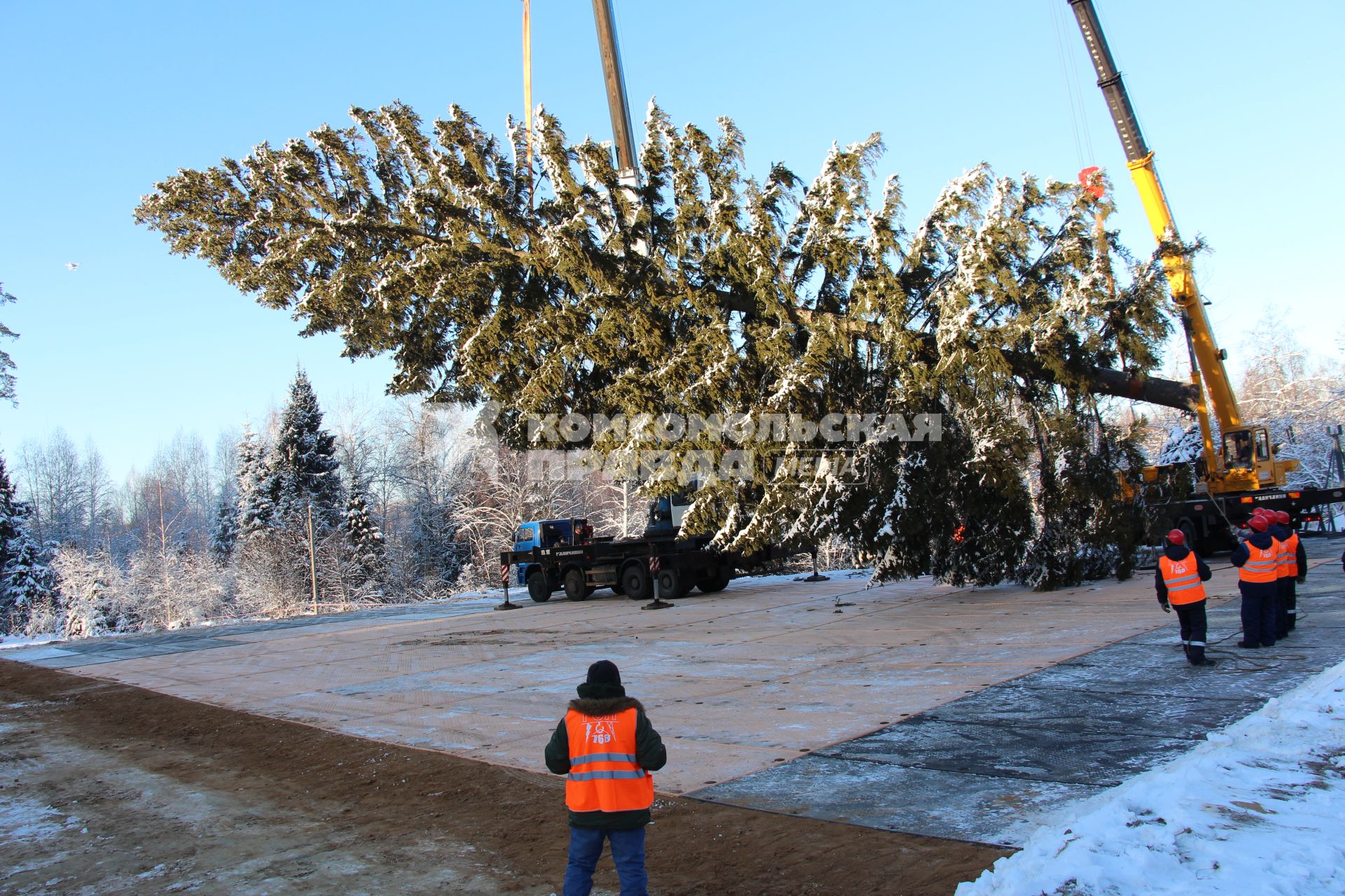 Московская область.  Церемония  рубки главной новогодней ели страны.