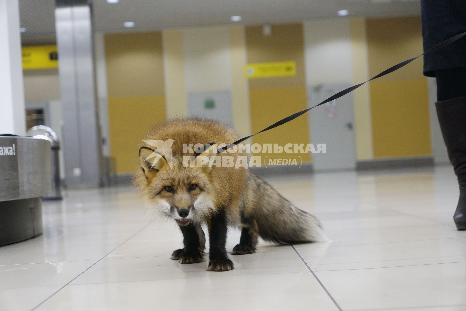 Екатеринбург. Аэропорт \'Кольцово\'. Лис Фокс кинолога Уральской таможенной службы в зале прилетов международных рейсов во время тренировки