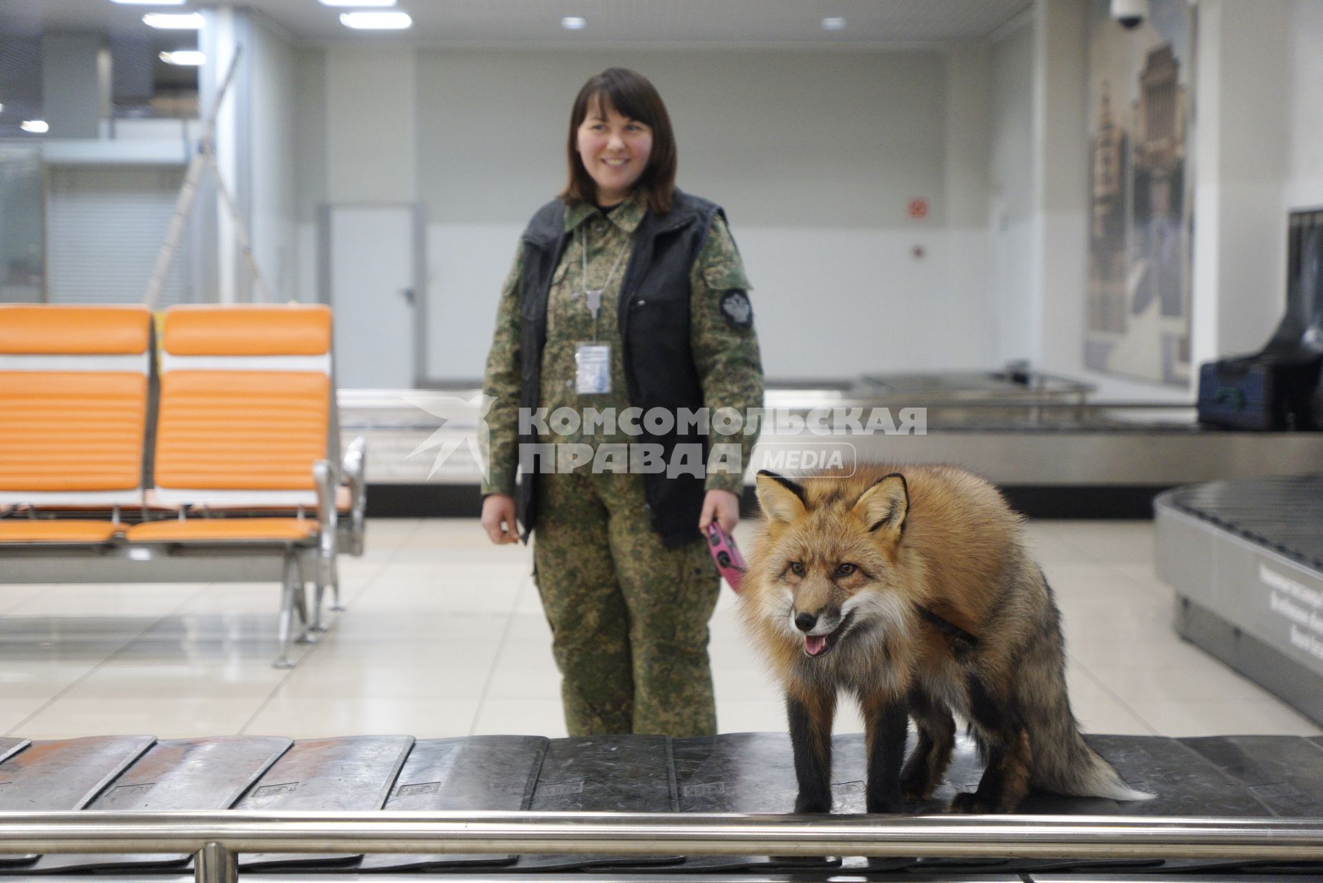 Екатеринбург. Аэропорт \'Кольцово\'. Лис Фокс кинолога Уральской таможенной службы в зале прилетов международных рейсов во время тренировки