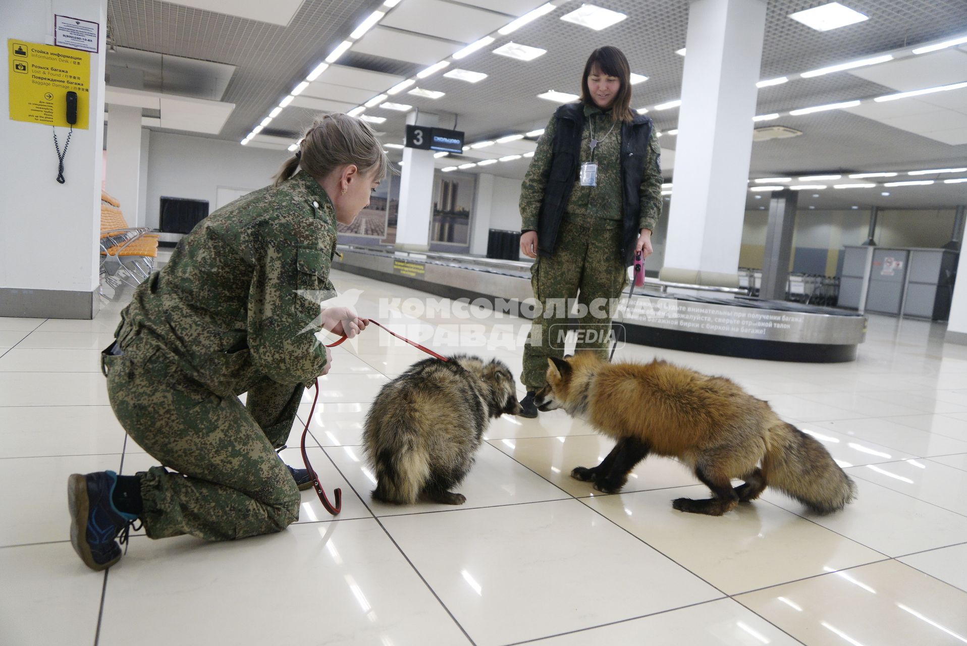 Екатеринбург. Аэропорт \'Кольцово\'. Лис Фокс и енотовидная собака Умка  кинологов Уральской таможенной службы в зале прилетов международных рейсов во время тренировки