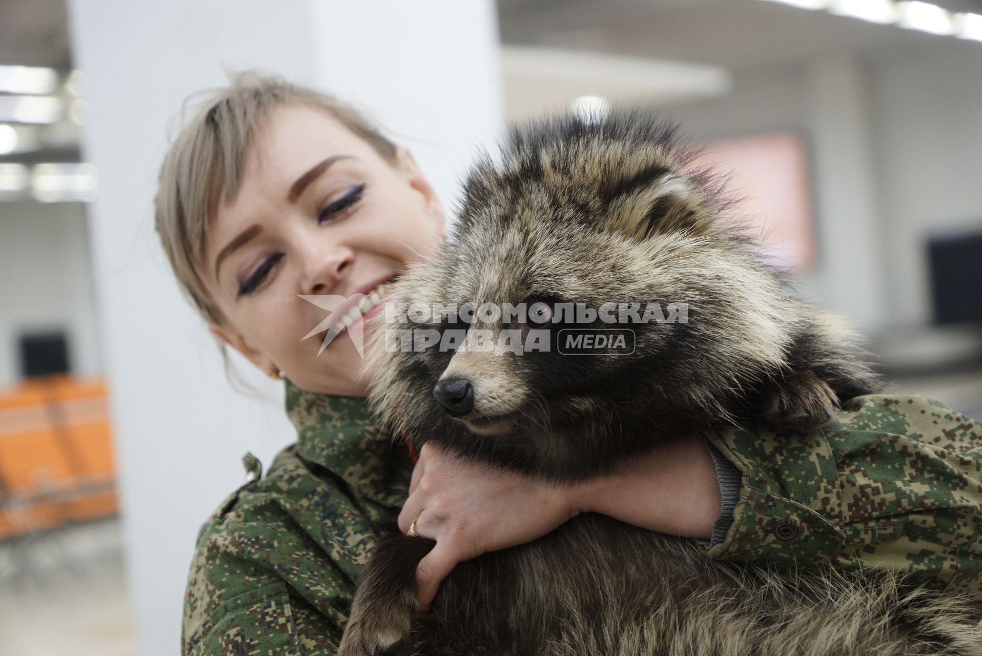 Екатеринбург. Аэропорт \'Кольцово\'. Енотовидная собака Умка  кинолога Уральской таможенной службы в зале прилетов международных рейсов во время тренировки