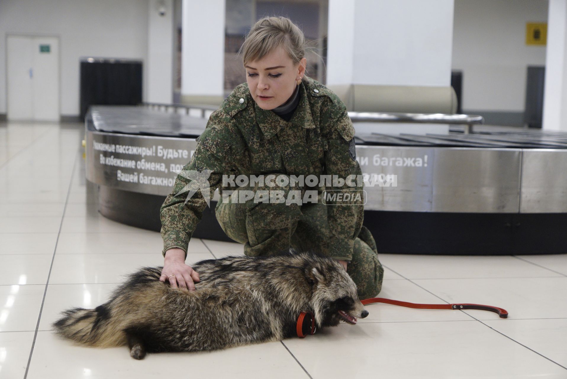 Екатеринбург. Аэропорт \'Кольцово\'. Енотовидная собака Умка  кинолога Уральской таможенной службы в зале прилетов международных рейсов во время тренировки