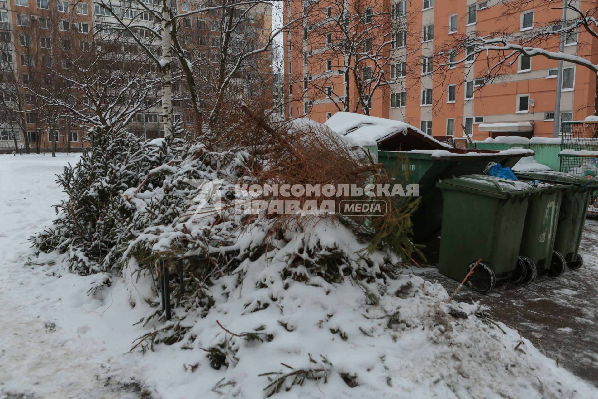 Санкт-Петербург.   Выброшенные елки после празднования Нового года.