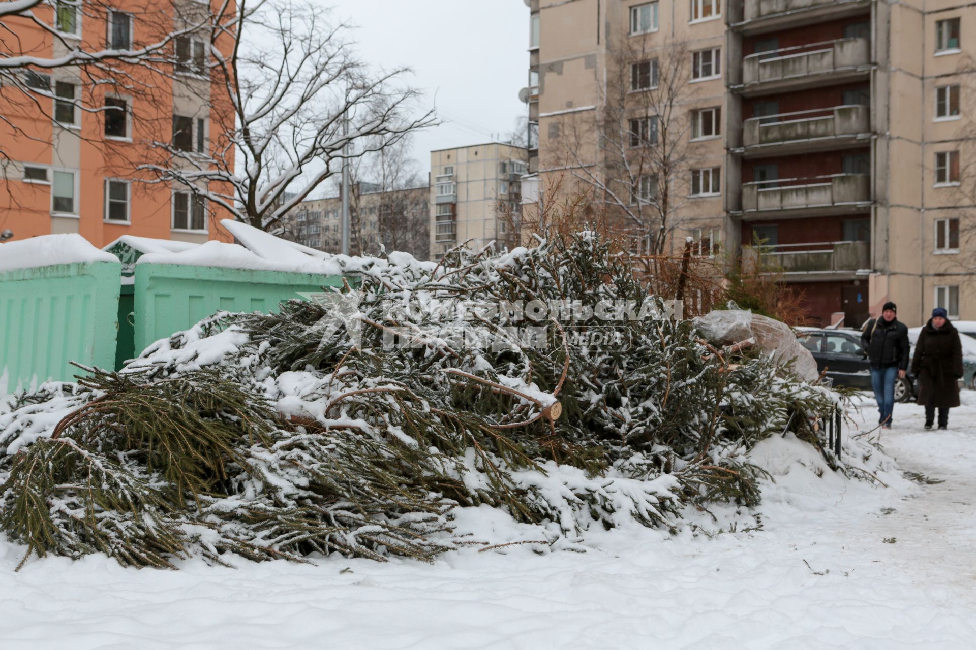 Санкт-Петербург.   Выброшенные елки после празднования Нового года.