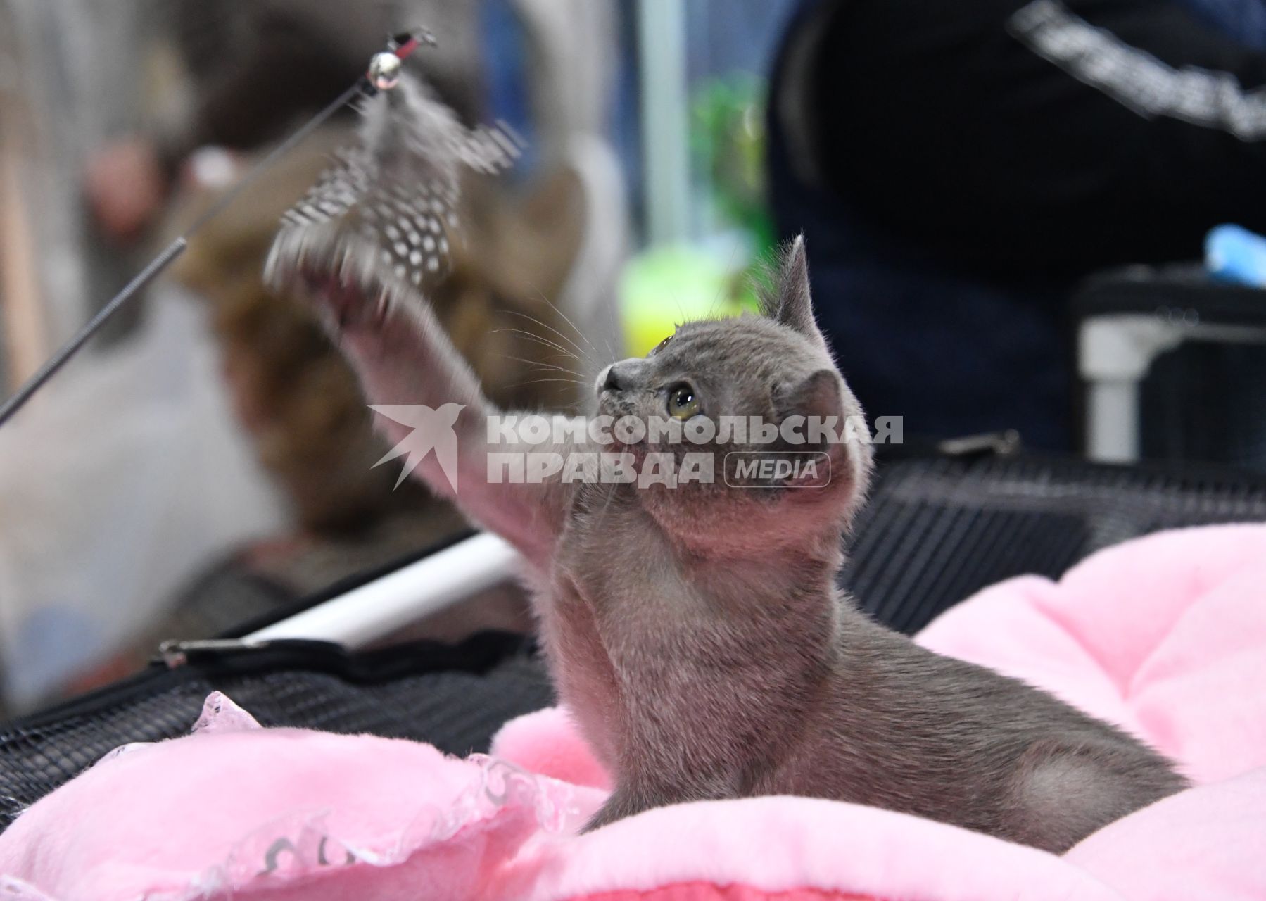 Москва. Кошка породы британская на выставке `Мистер Кот` в КВЦ `Сокольники`.