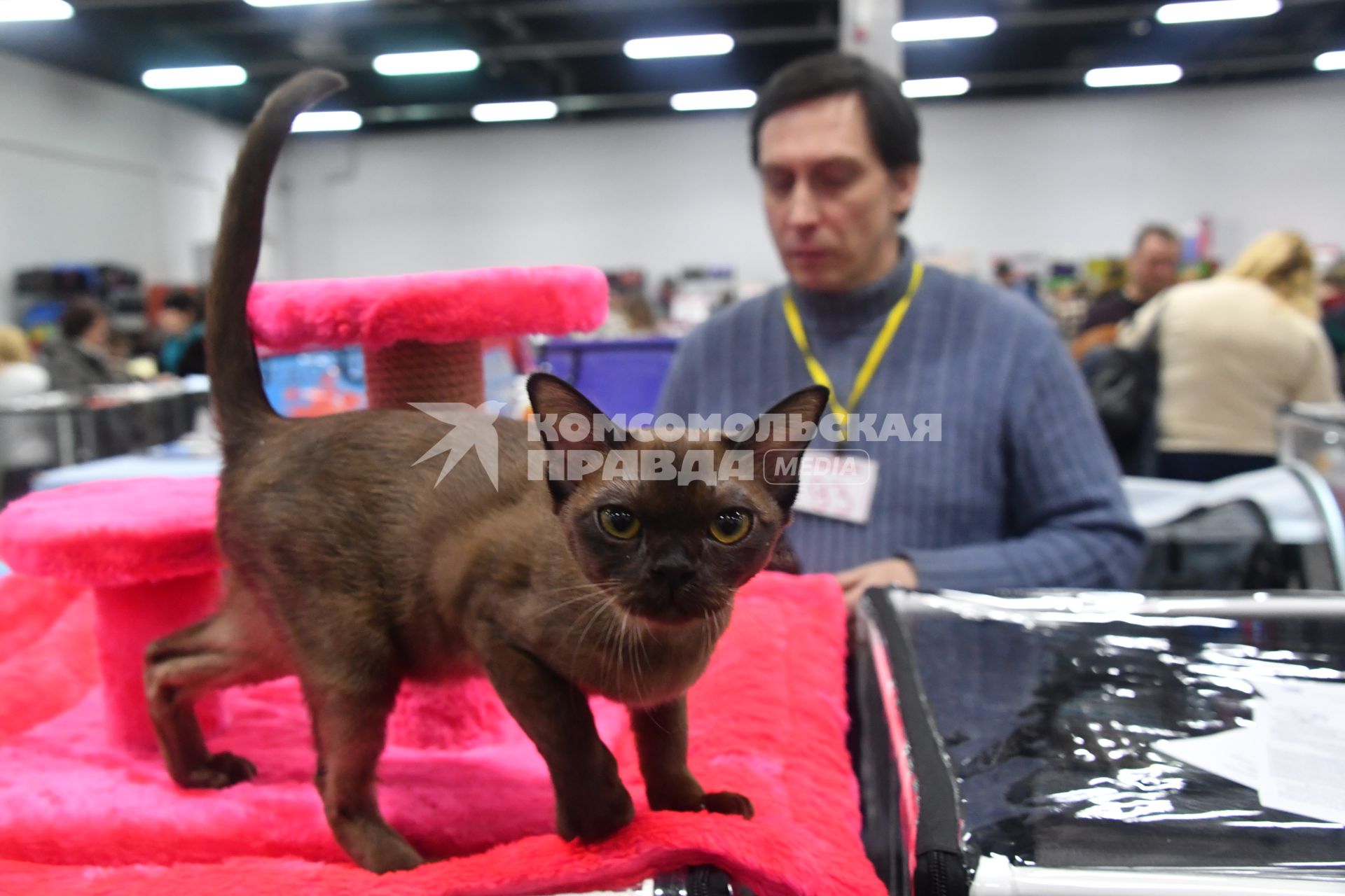 Москва.  Кошка породы бурманская на выставке `Мистер Кот` в КВЦ `Сокольники`.