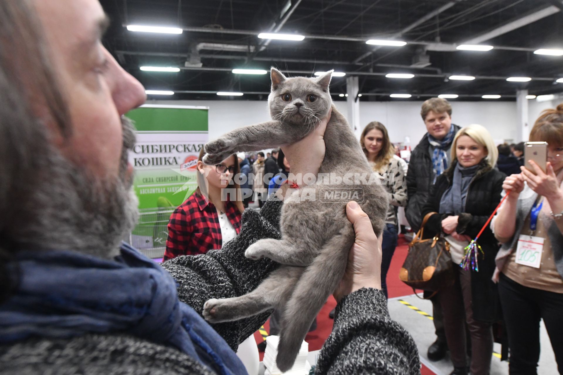 Москва.  Кошка породы британская  на выставке `Мистер Кот` в КВЦ `Сокольники`.