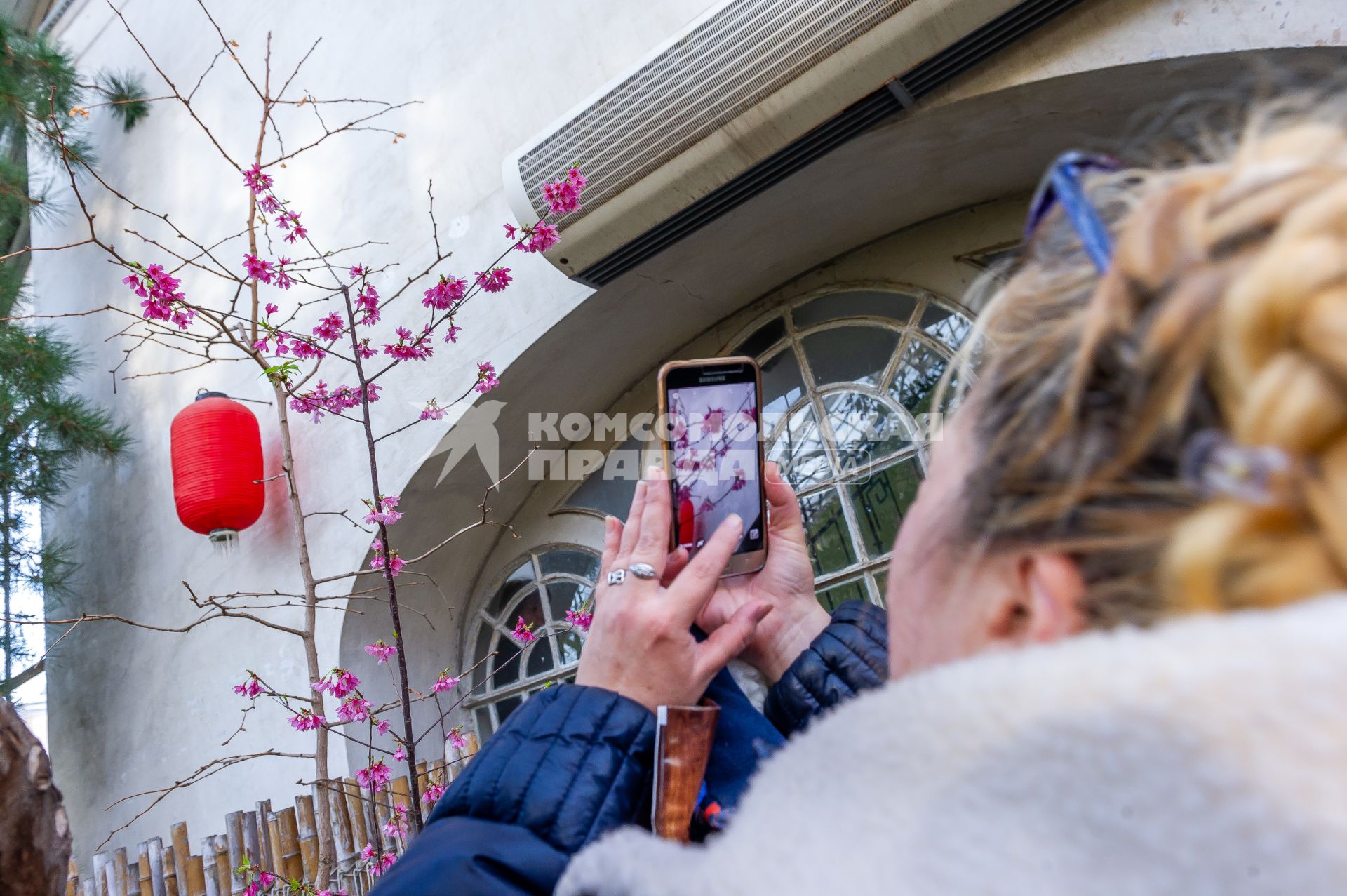 Санкт-Петербург. В Ботаническом саду Петра Великого расцвела сакура.