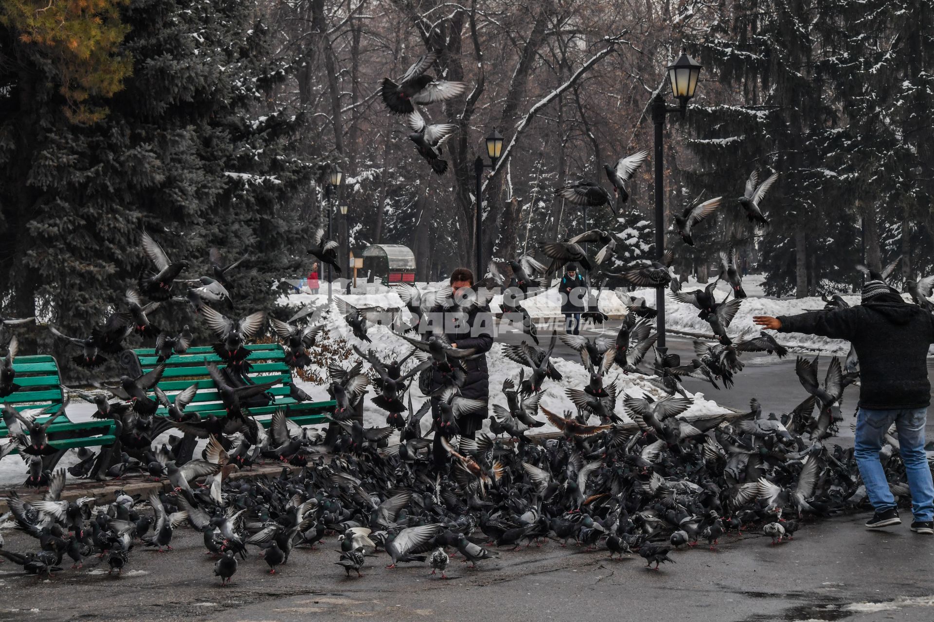 Казахстан, Алма-Ата. Стая  голубей   в парке  имени 28 гвардейцев-панфиловцев.