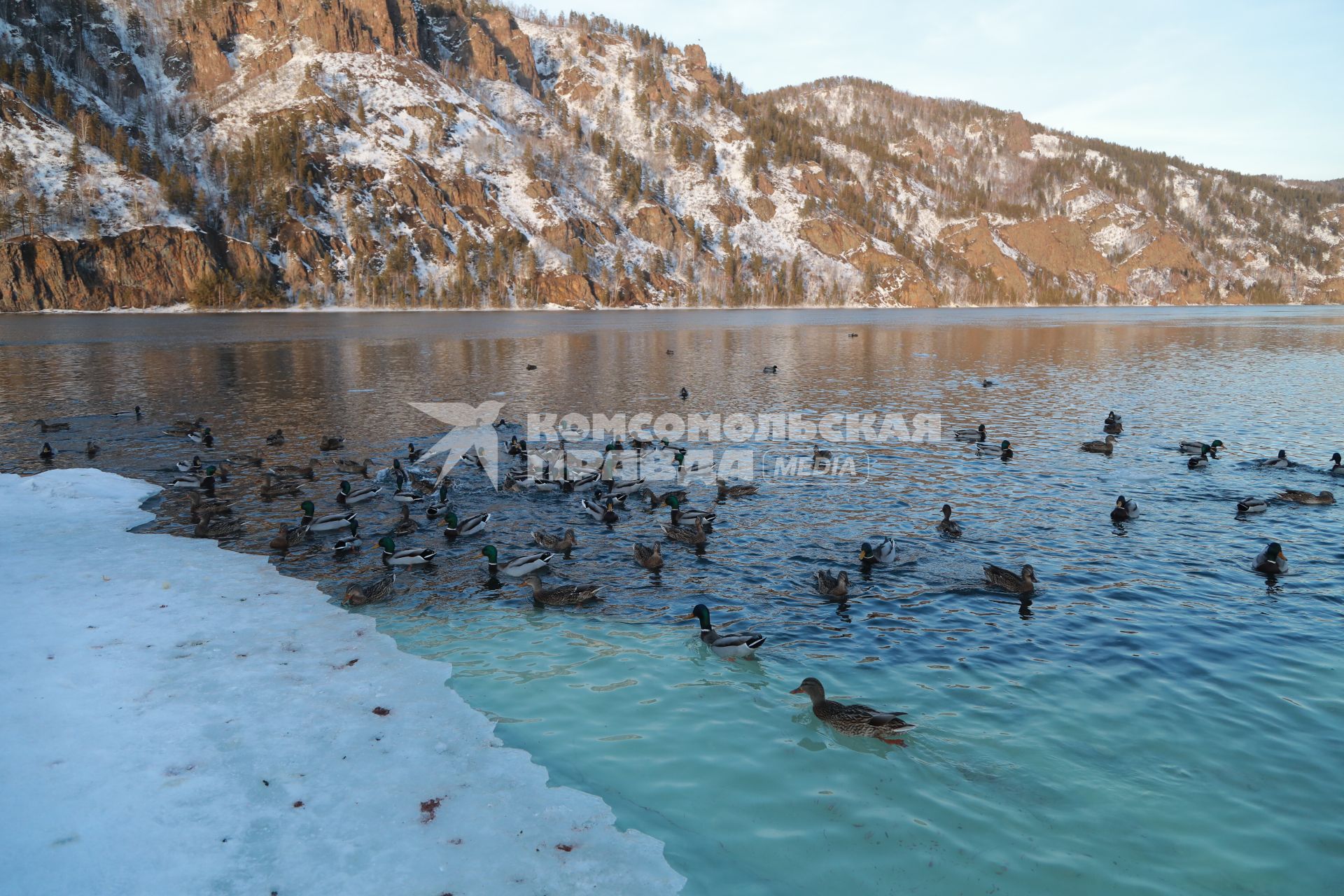 Красноярский край,  Дивногорск. Утки в реке Енисей.