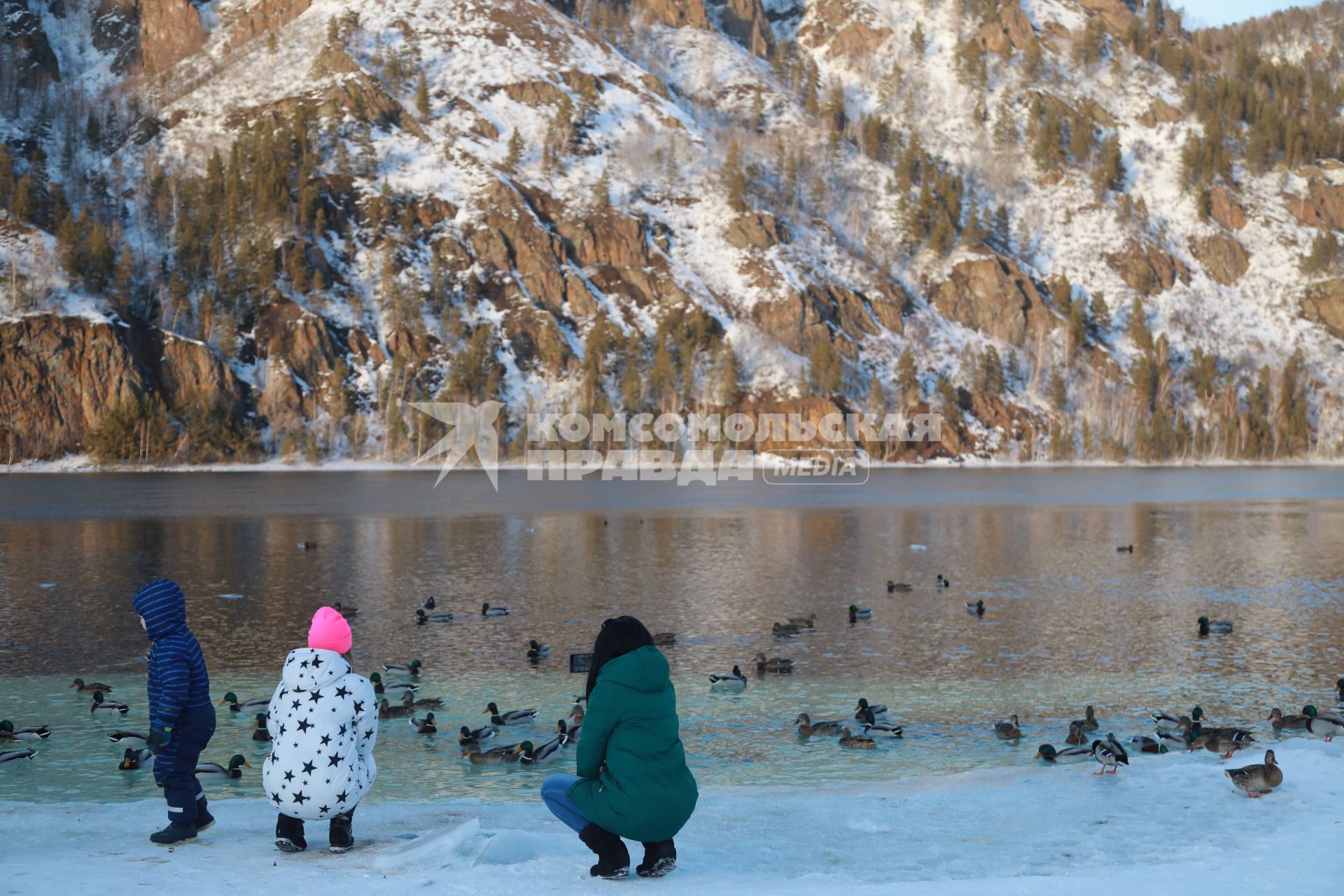 Красноярский край,  Дивногорск. Утки в реке Енисей.