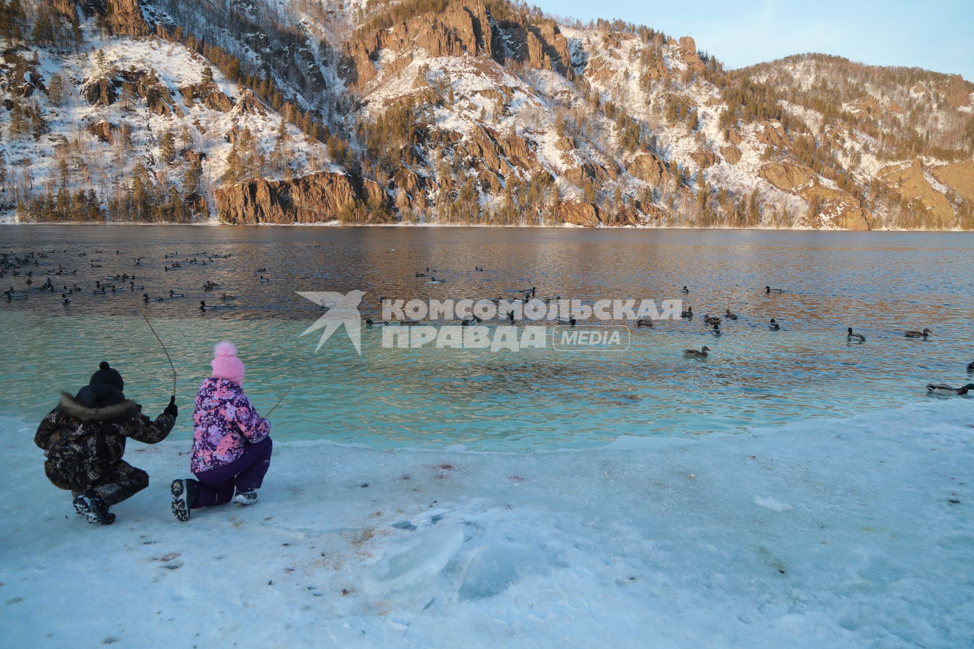 Красноярский край,  Дивногорск. Утки в реке Енисей.