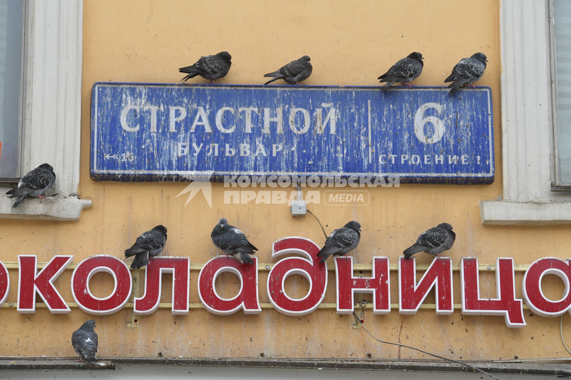 Москва.  Голуби сидят на вывеске `Шоколадница`на улице Страстной бульвар.