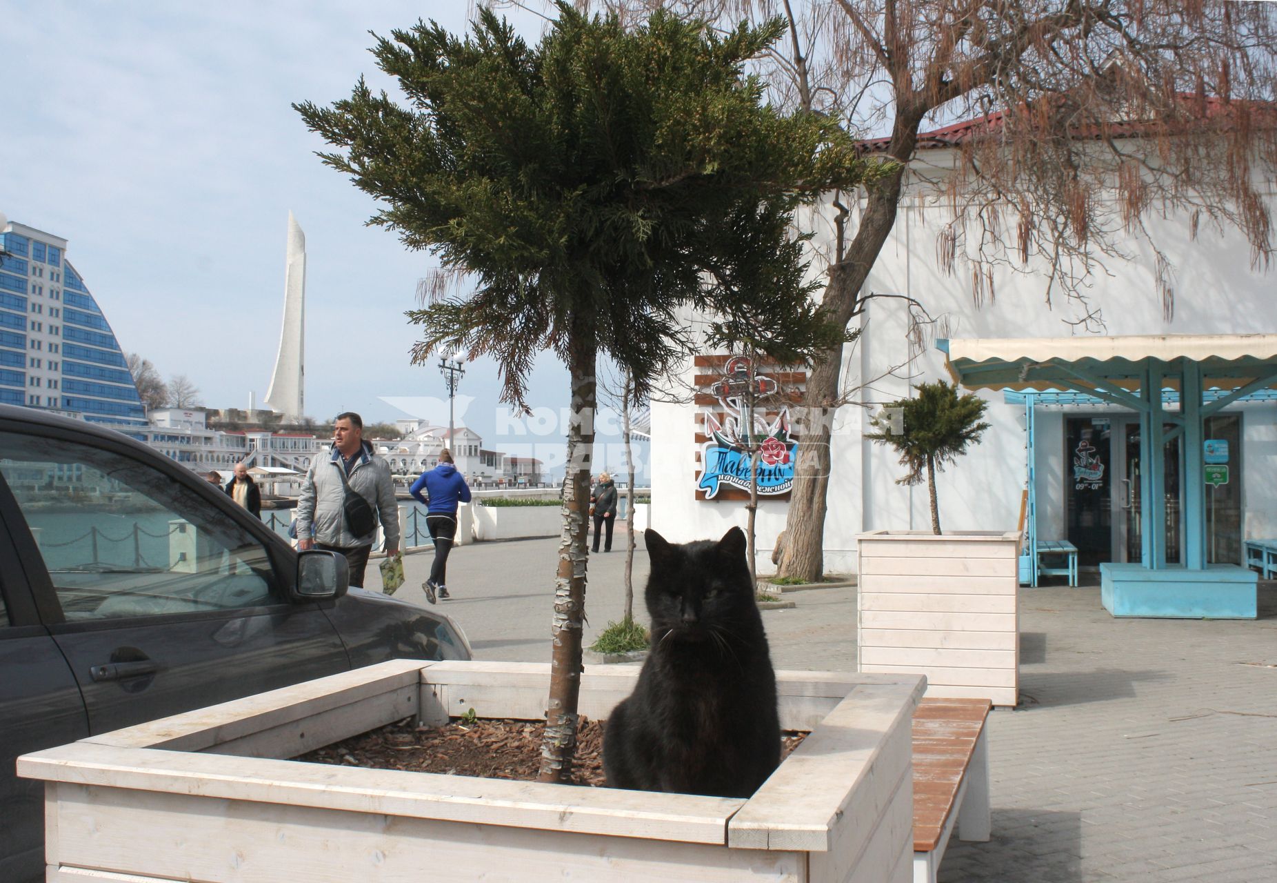 Крым, Севастополь. Черный кот сидит на клумбе.
