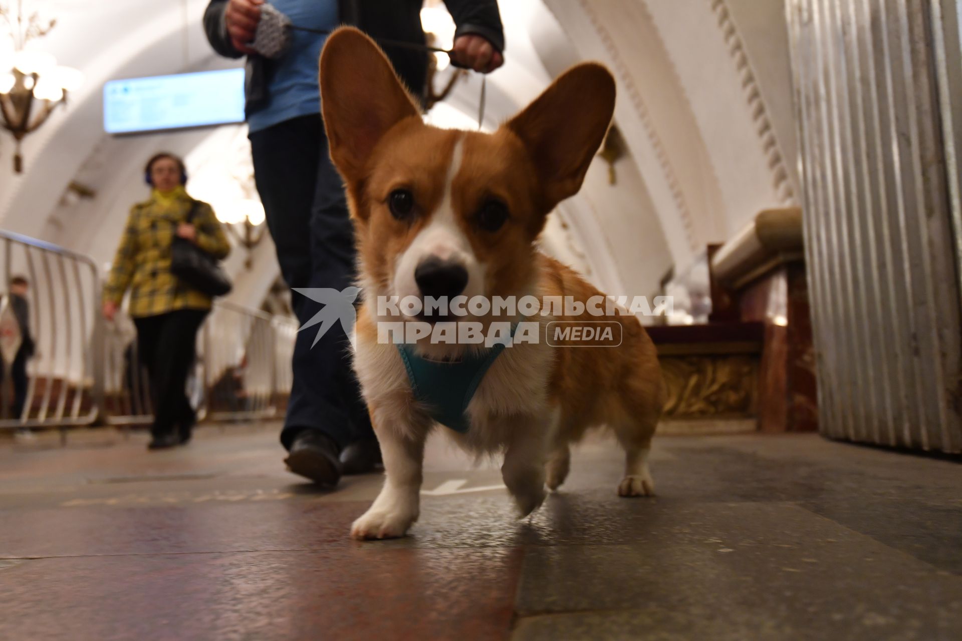 Москва. Собака на станции метро.