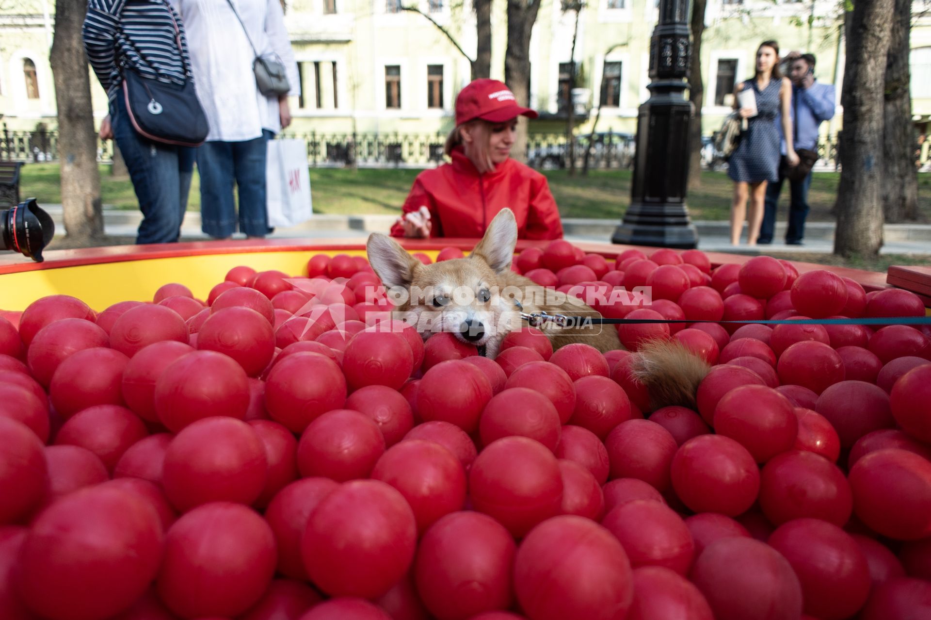 Москва.  Собака в сухом бассейне с шариками.