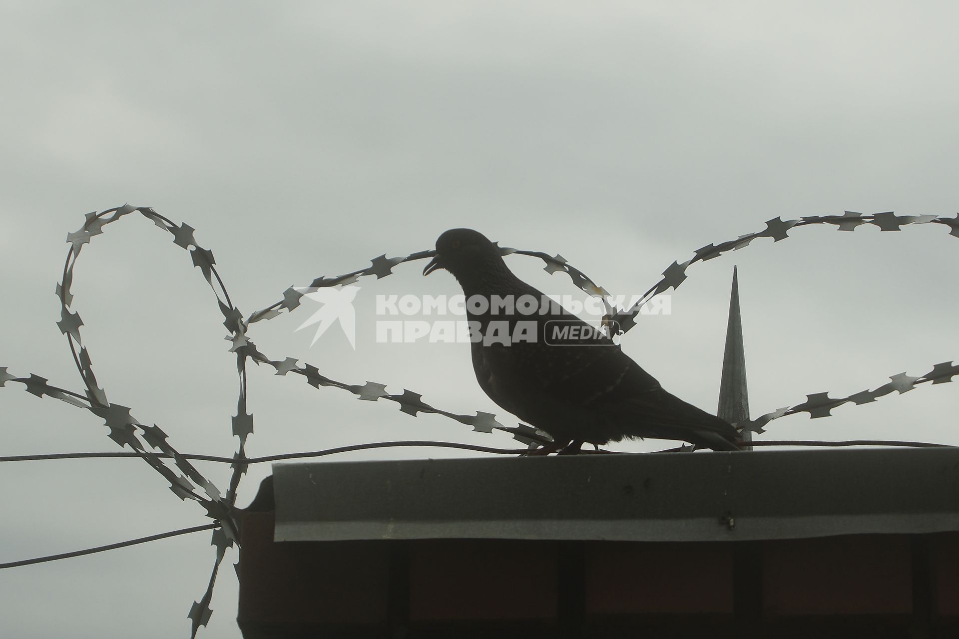 Екатеринбург. Голубь на заборе с колючей проволокой