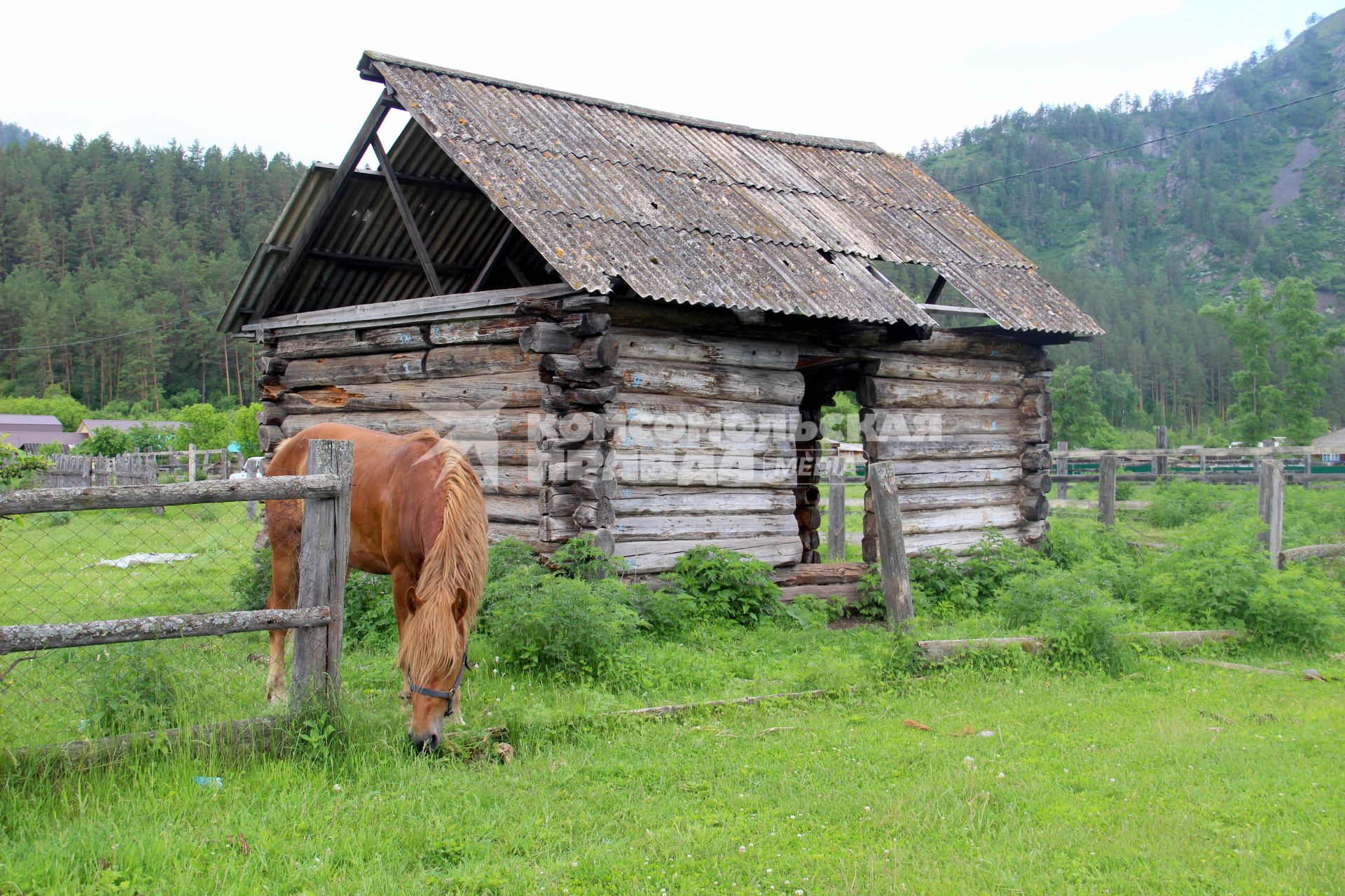 Горный Алтай. Лошадь пасется у дома.