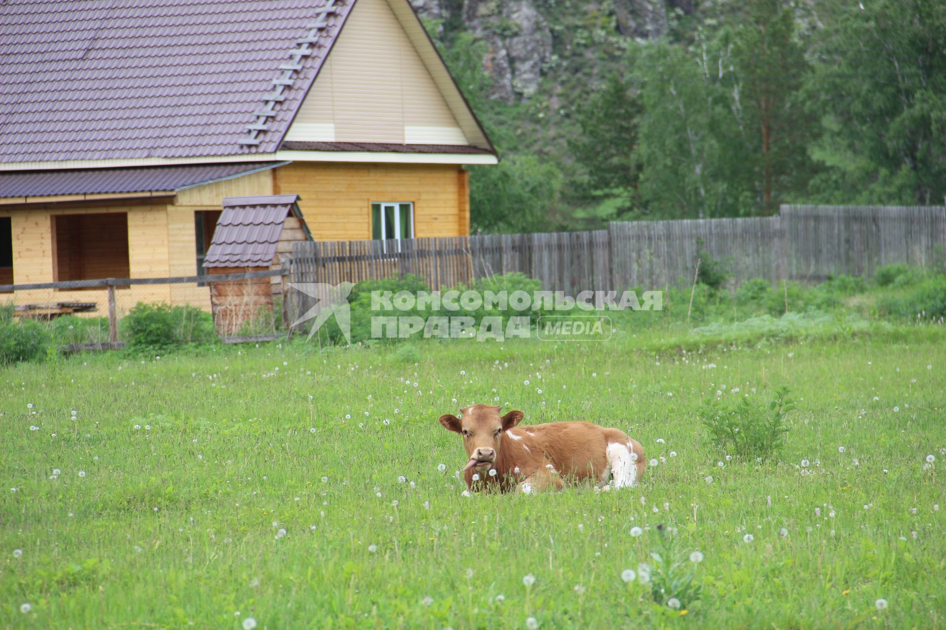 Горный Алтай. Корова пасется на лугу.