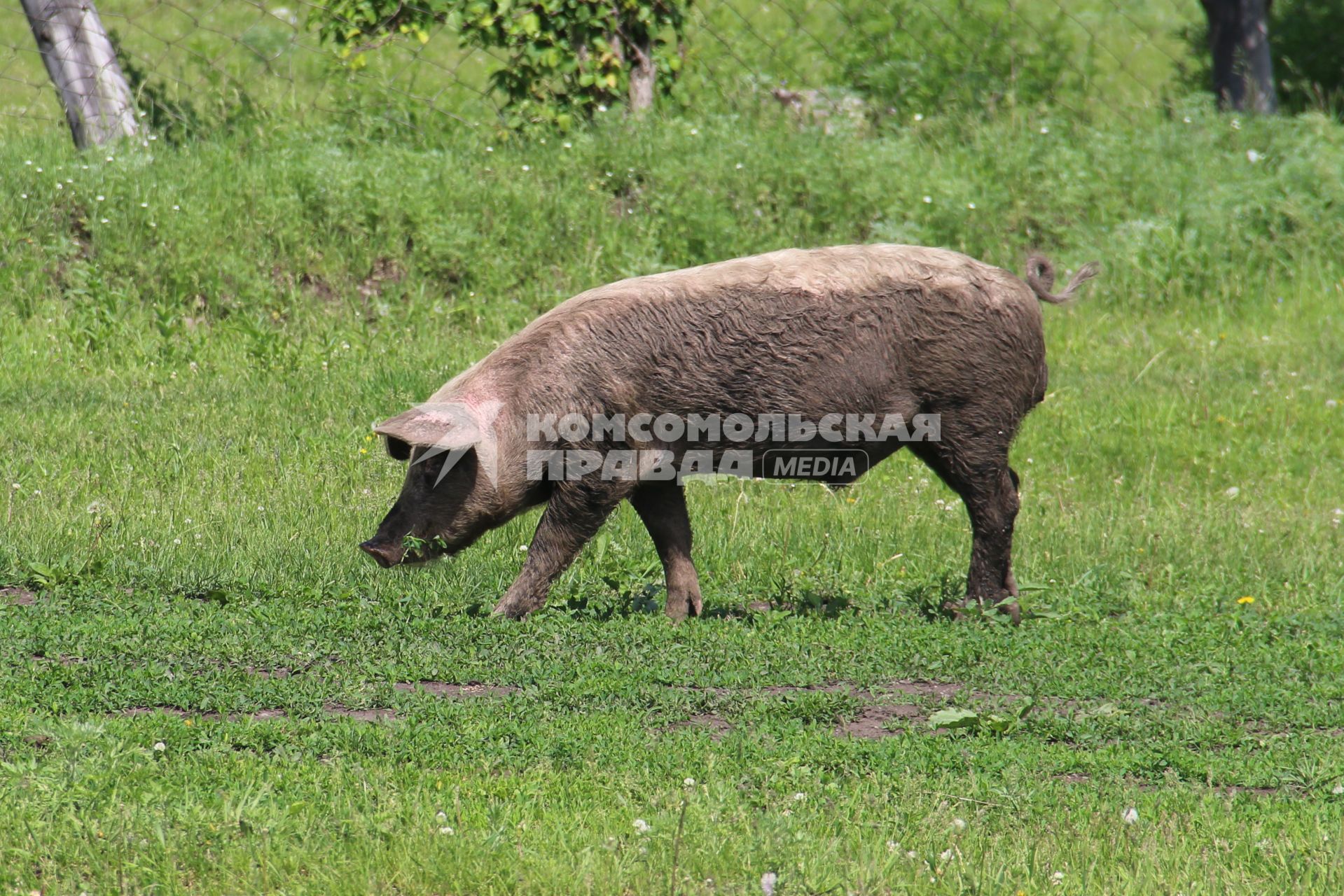 Горный Алтай. Свинья.