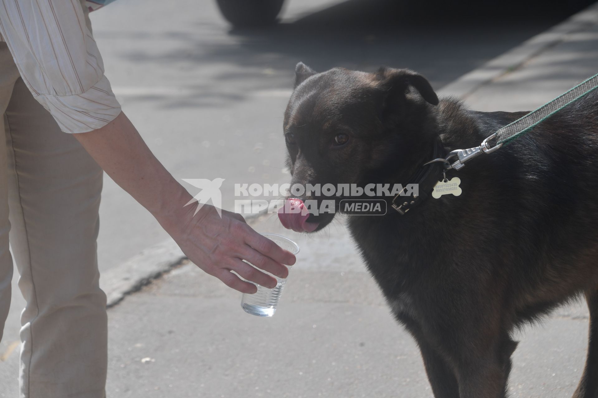 Москва.  Мужчина дает выпить воды собаке.