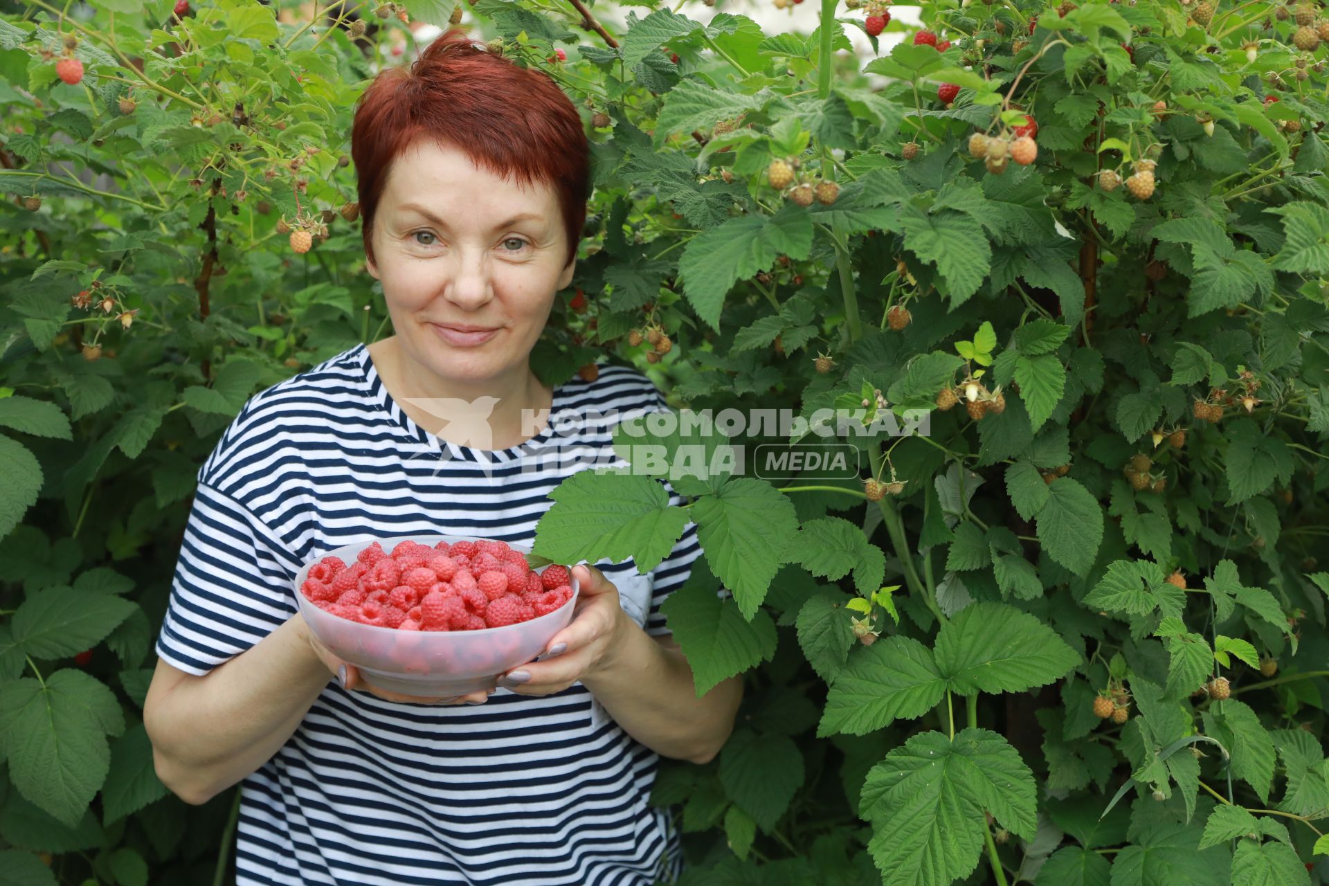 Красноярск. Женщина собирает малину.